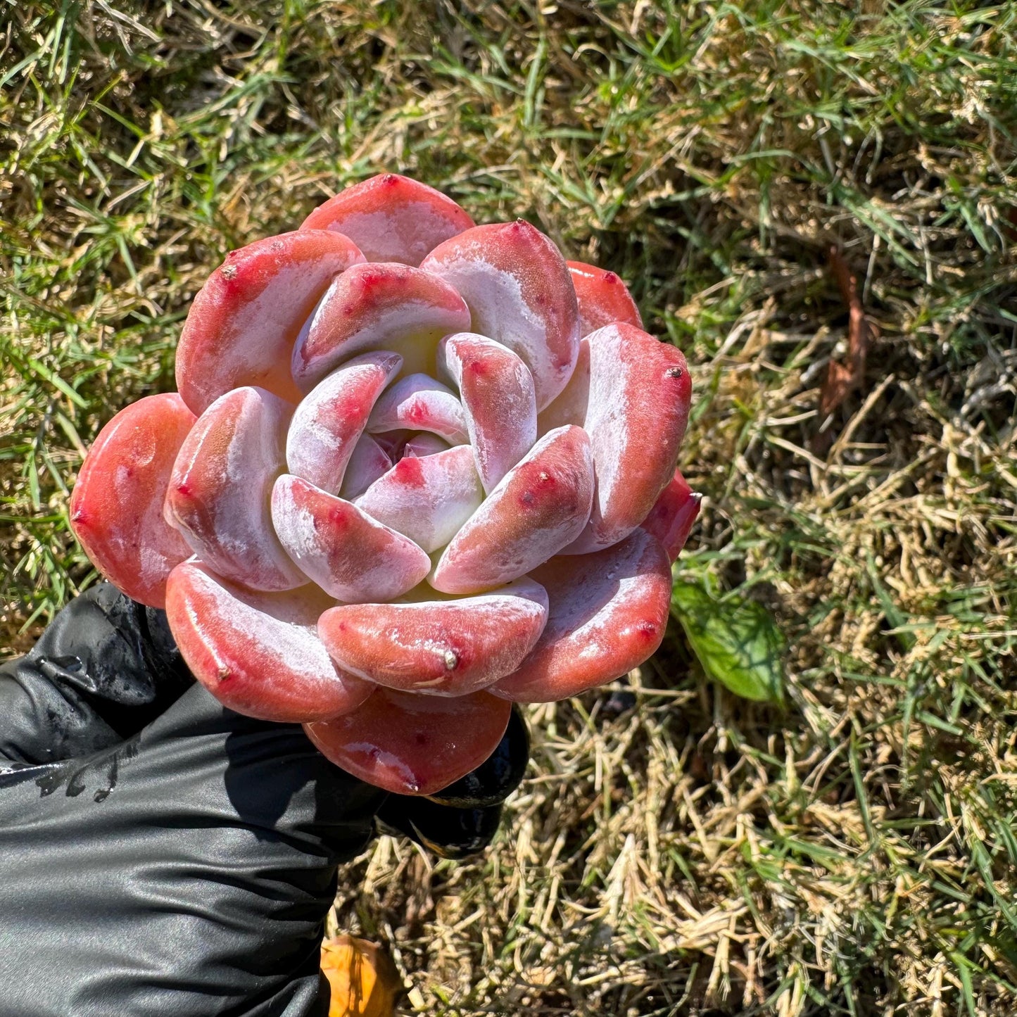 Echeveria  'pink Lychee',  tiny  single head,  nice color, 2inches,   great quality,  Bare Root, Imported Rare Succulent, gift