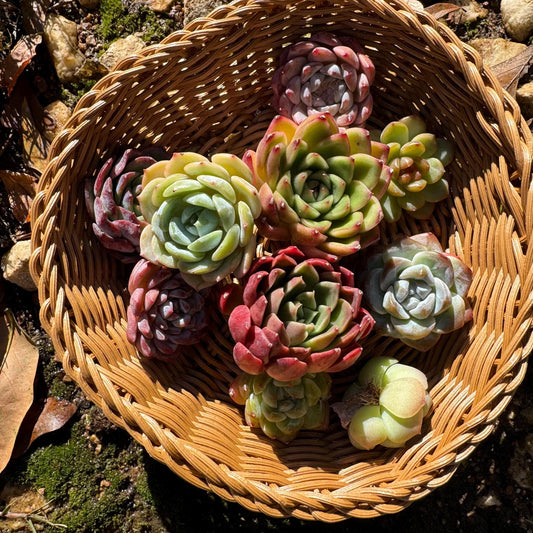 10pcs  Echeveria succulents Christmas  gift set with the basket  ,very beautiful color, about 1.7-2inches, live plant