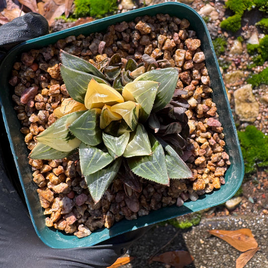 Haworthia' Heidelbergensis Variegated' cluster, 2.0inches, really nice ,  live plant, Imported Rare Succulent , gift