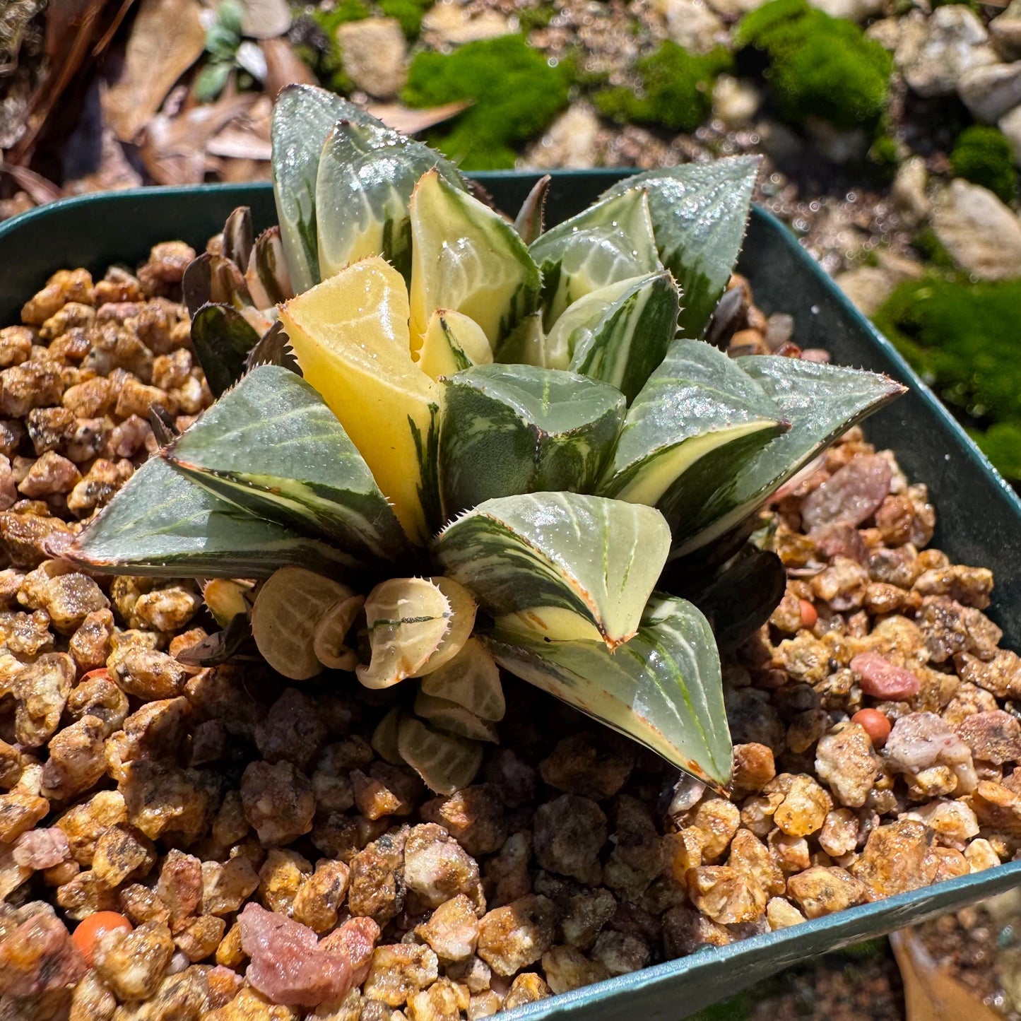 Haworthia' Heidelbergensis Variegated' cluster, 2.0inches, really nice ,  live plant, Imported Rare Succulent , gift