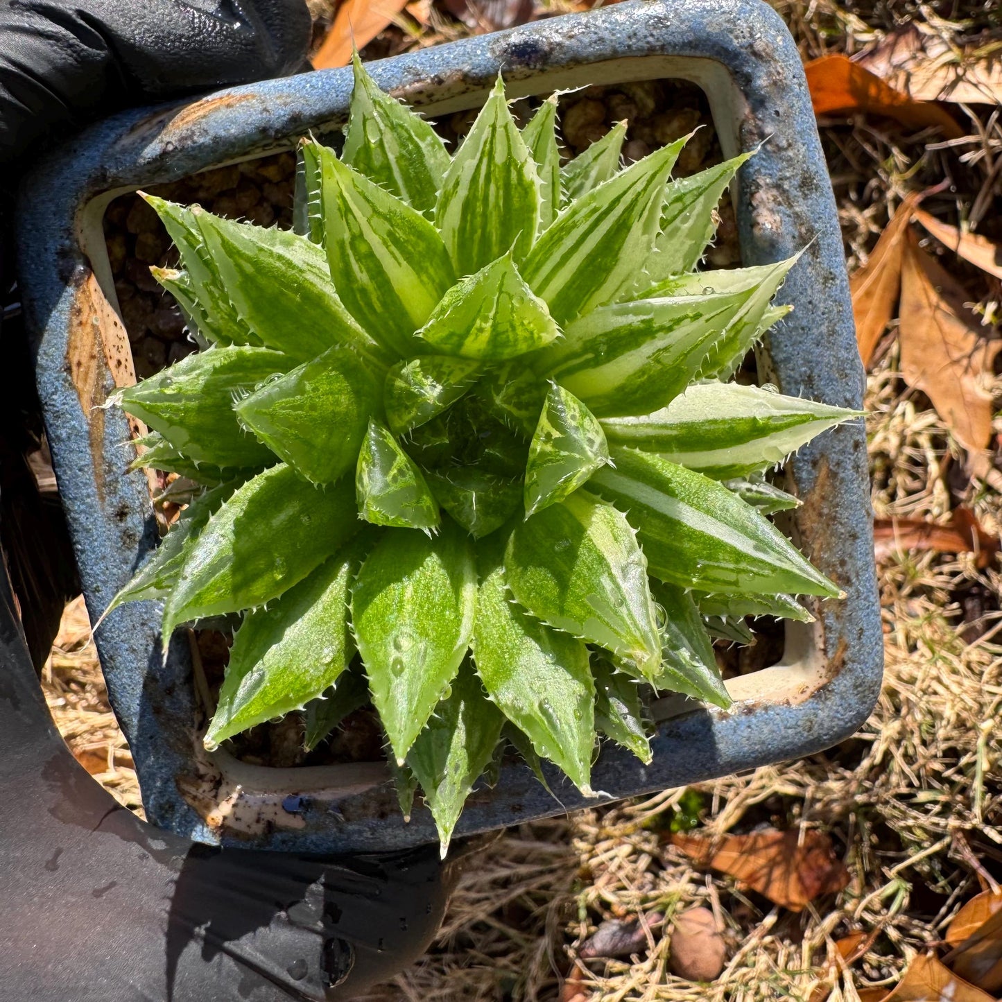 Haworthia Variegated, single head, 2.6 inches, bare Root, Imported Rare Succulent