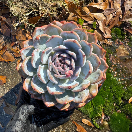 Echeveria Korean ‘ Orange Monroe’, big single head, high quality, 5.1inche, Bare Root, Imported Rare Succulent, live plant, gift