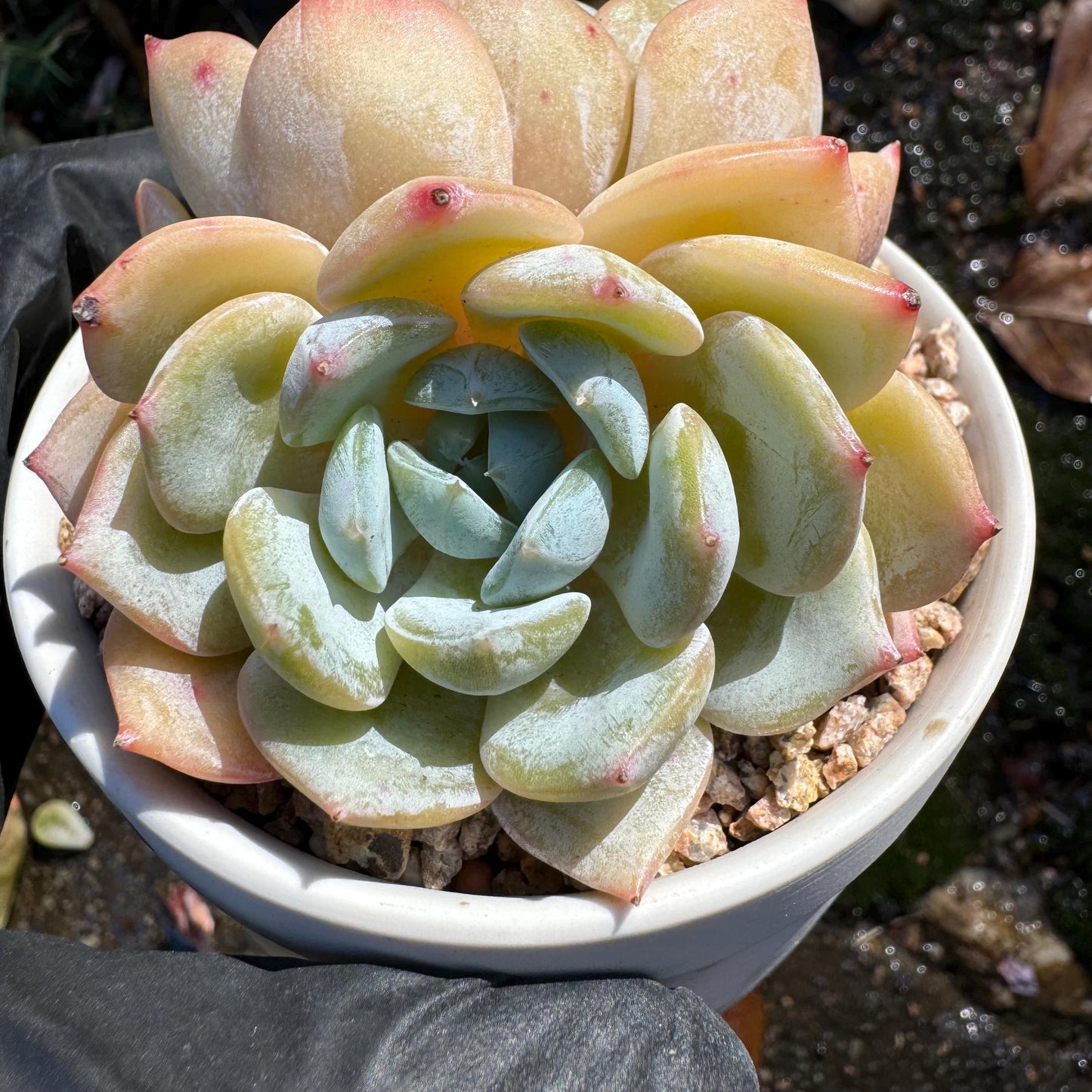 New! ' Echeveria 'Laurin' cluster, 2heads, 2.8inches, Imported Rare Succulent, Bare Root, live plant