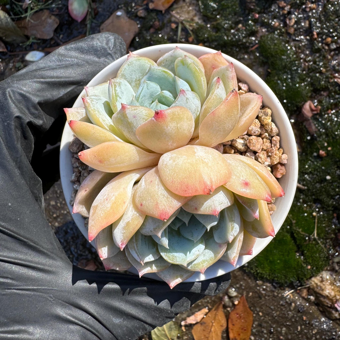 New! ' Echeveria 'Laurin' cluster, 2heads, 2.8inches, Imported Rare Succulent, Bare Root, live plant