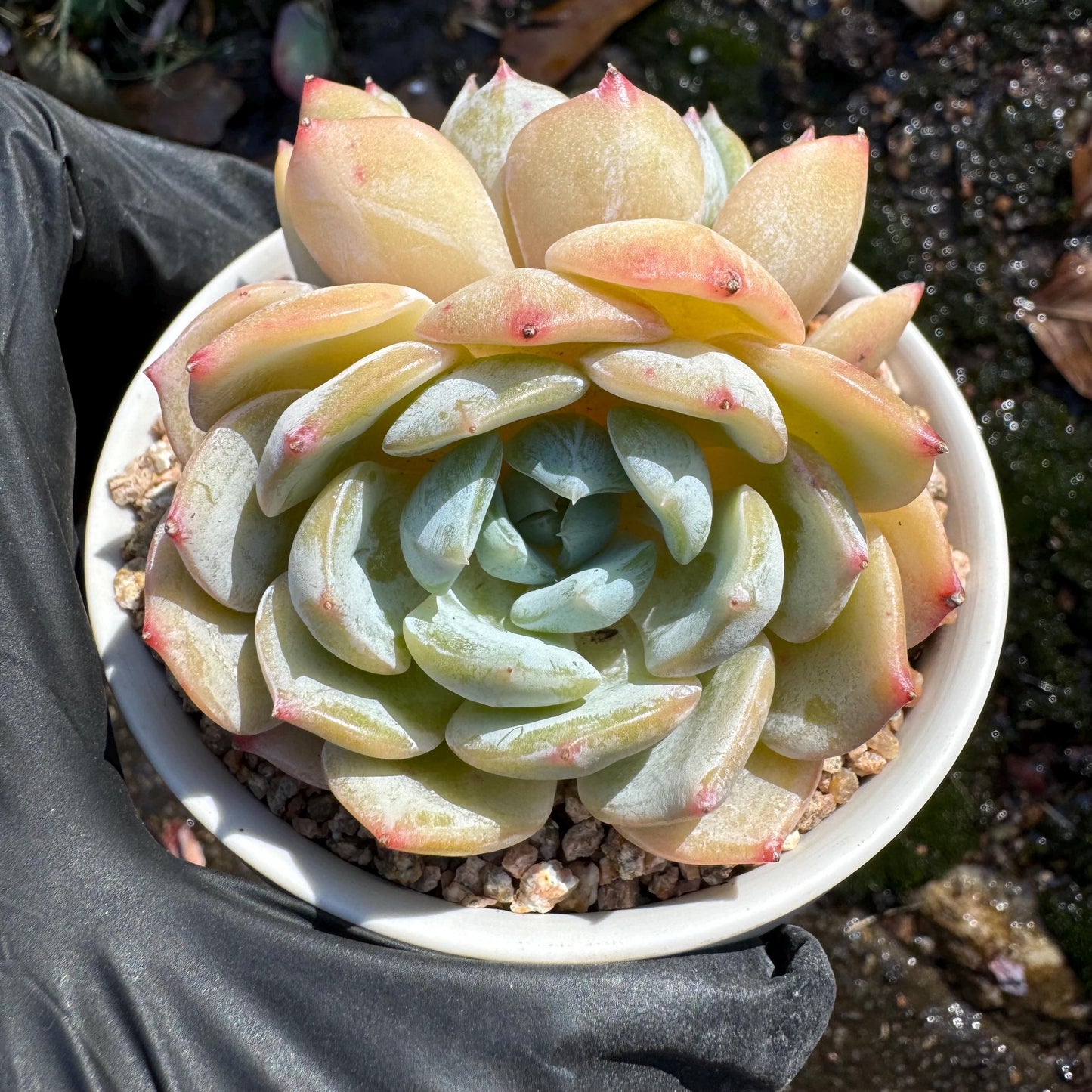 New! ' Echeveria 'Laurin' cluster, 2heads, 2.8inches, Imported Rare Succulent, Bare Root, live plant