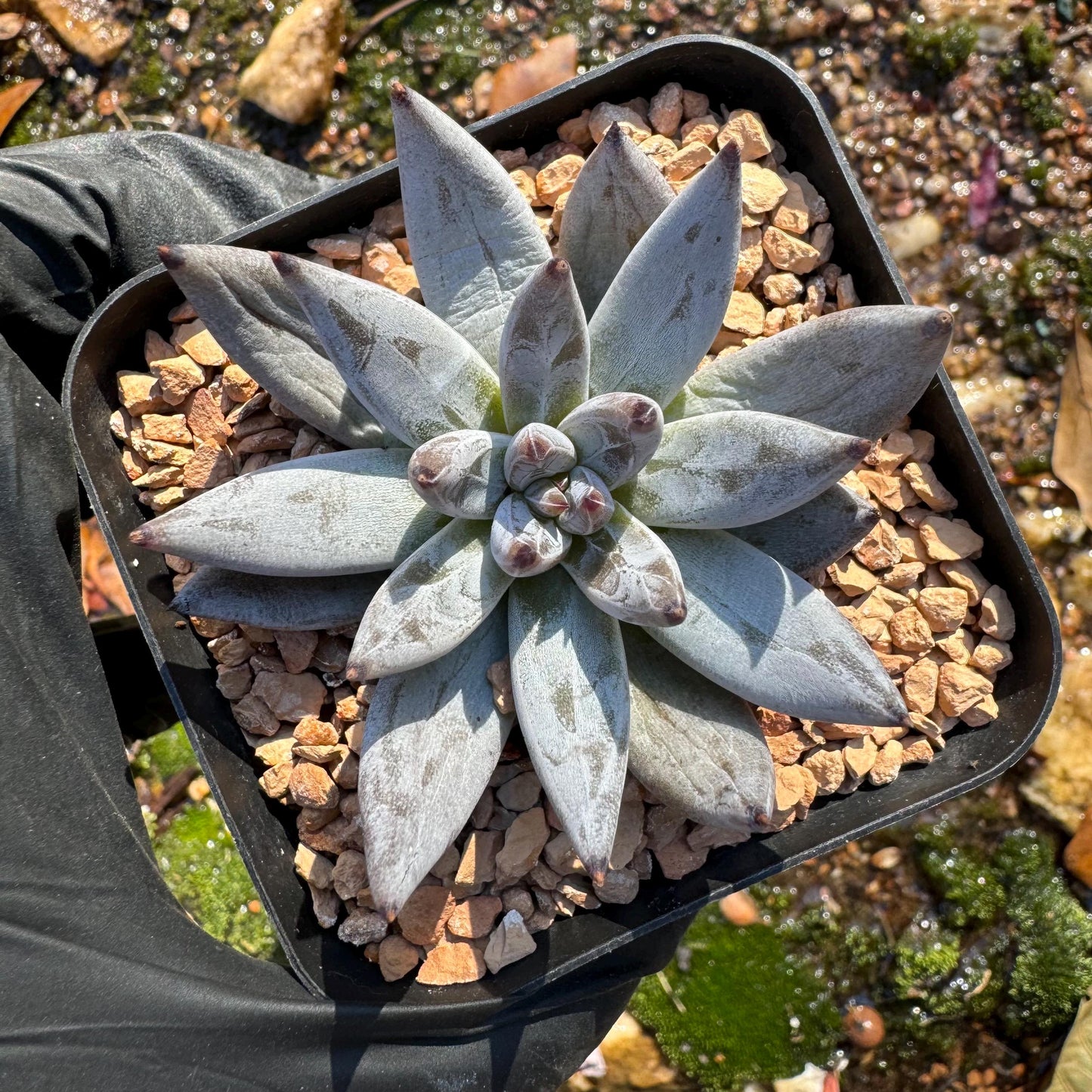 New! Echeveria' unguiculata',  2 inches, single head, nice color , Bare Root, Imported Rare Succulent