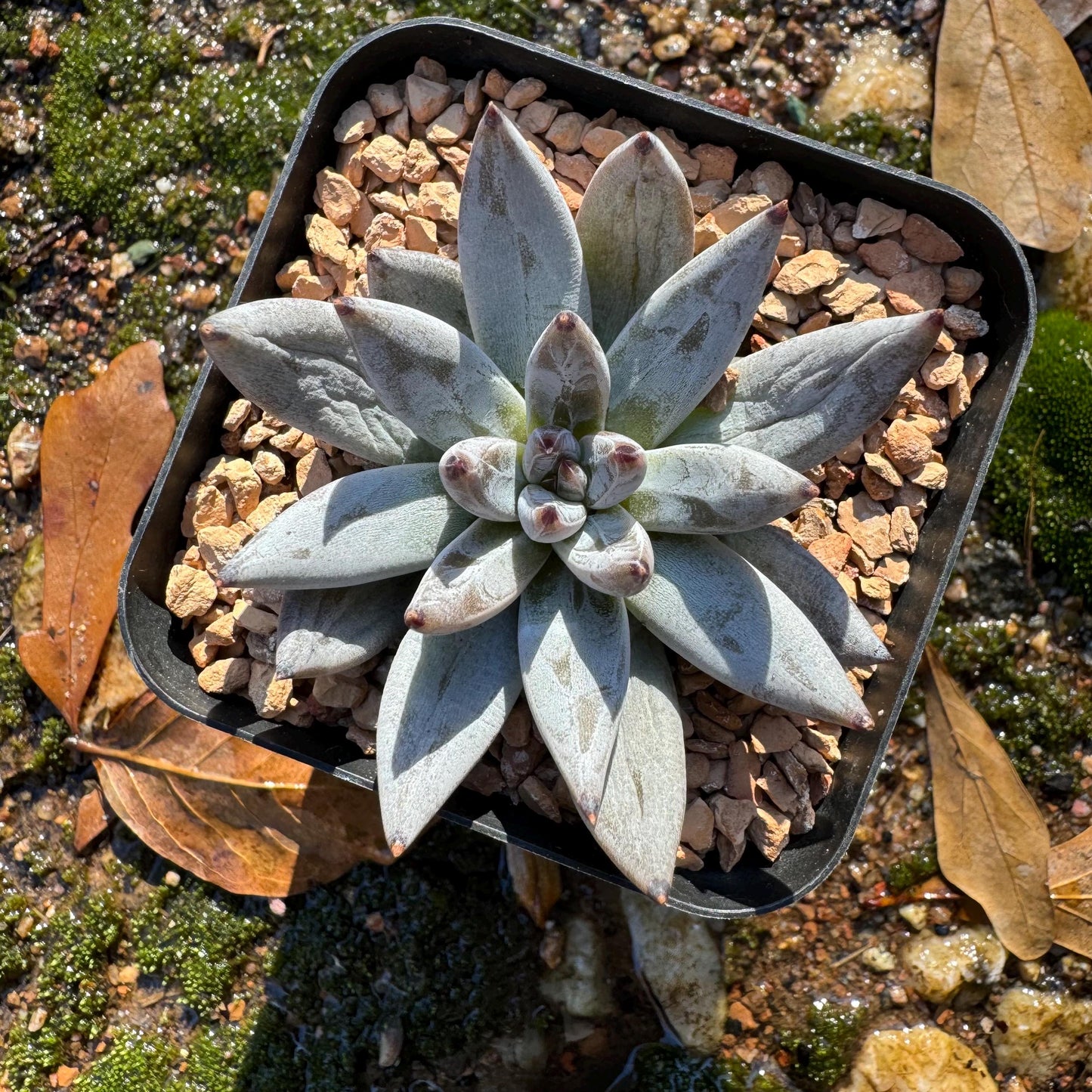 New! Echeveria' unguiculata',  2 inches, single head, nice color , Bare Root, Imported Rare Succulent