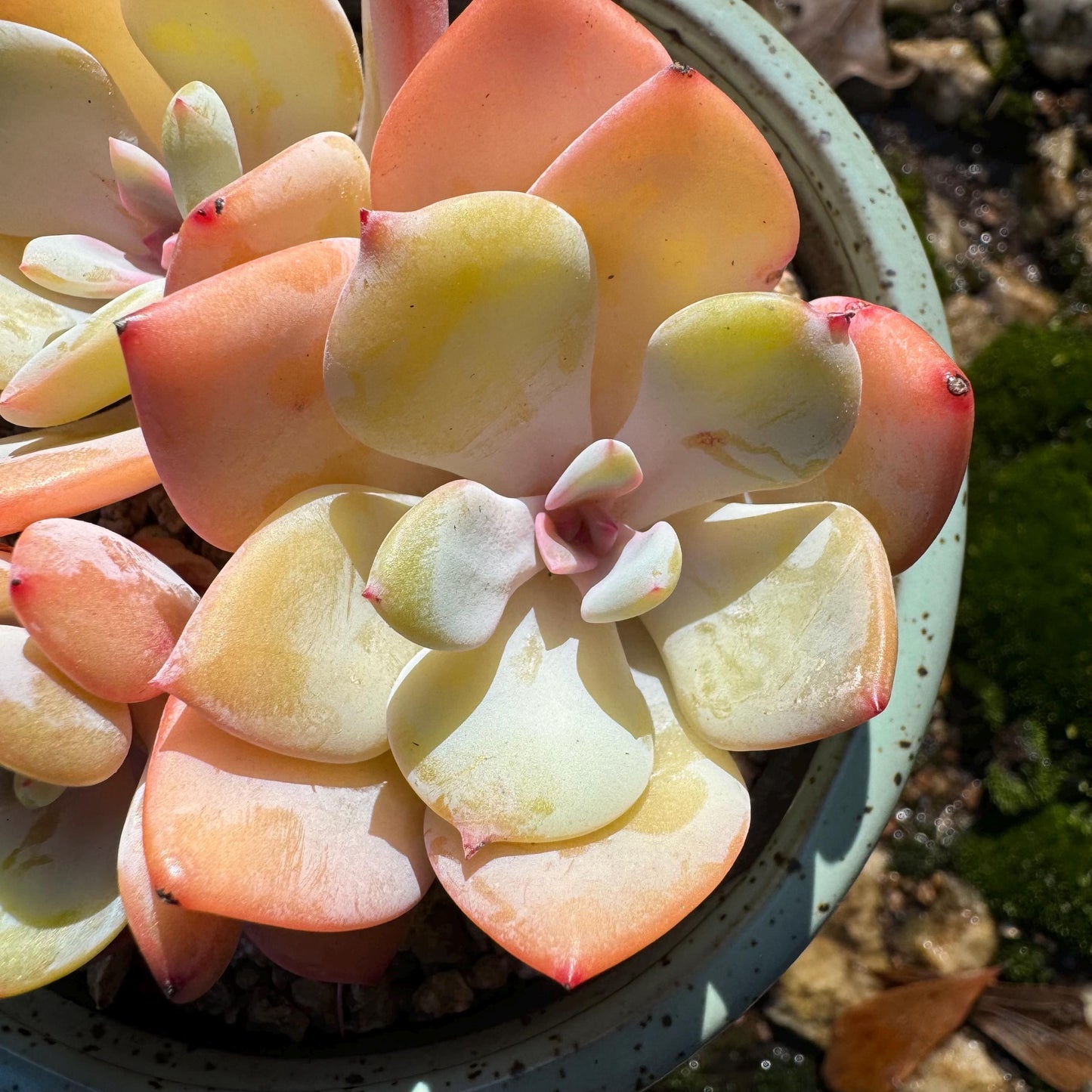 Echeveria’white moonlight ‘(Hakuhou sp.) cluster, 2.6inches, new hybrid , nice color,  Imported Rare Succulent, Bare Root, live plant