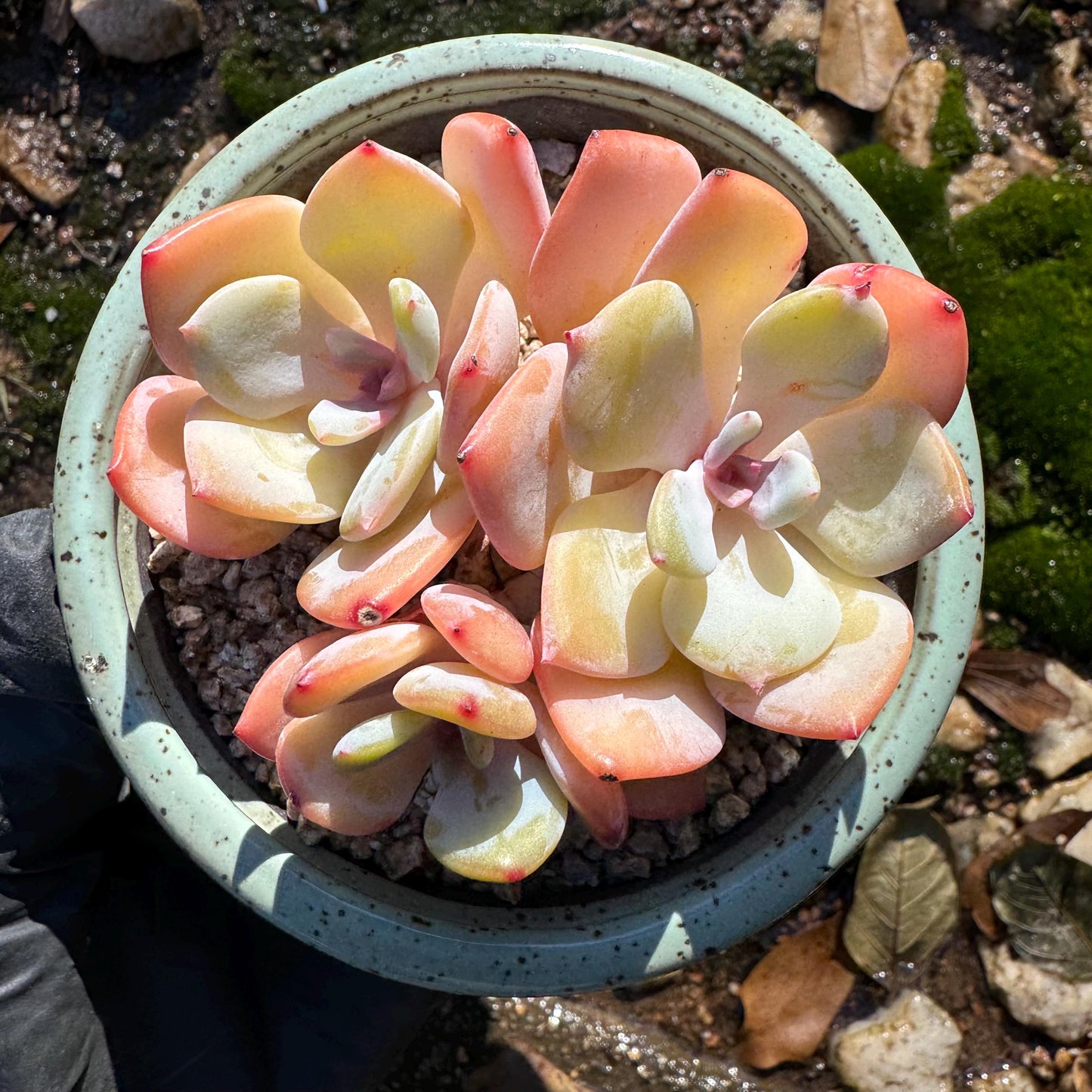 Echeveria’white moonlight ‘(Hakuhou sp.) cluster, 2.6inches, new hybrid , nice color,  Imported Rare Succulent, Bare Root, live plant