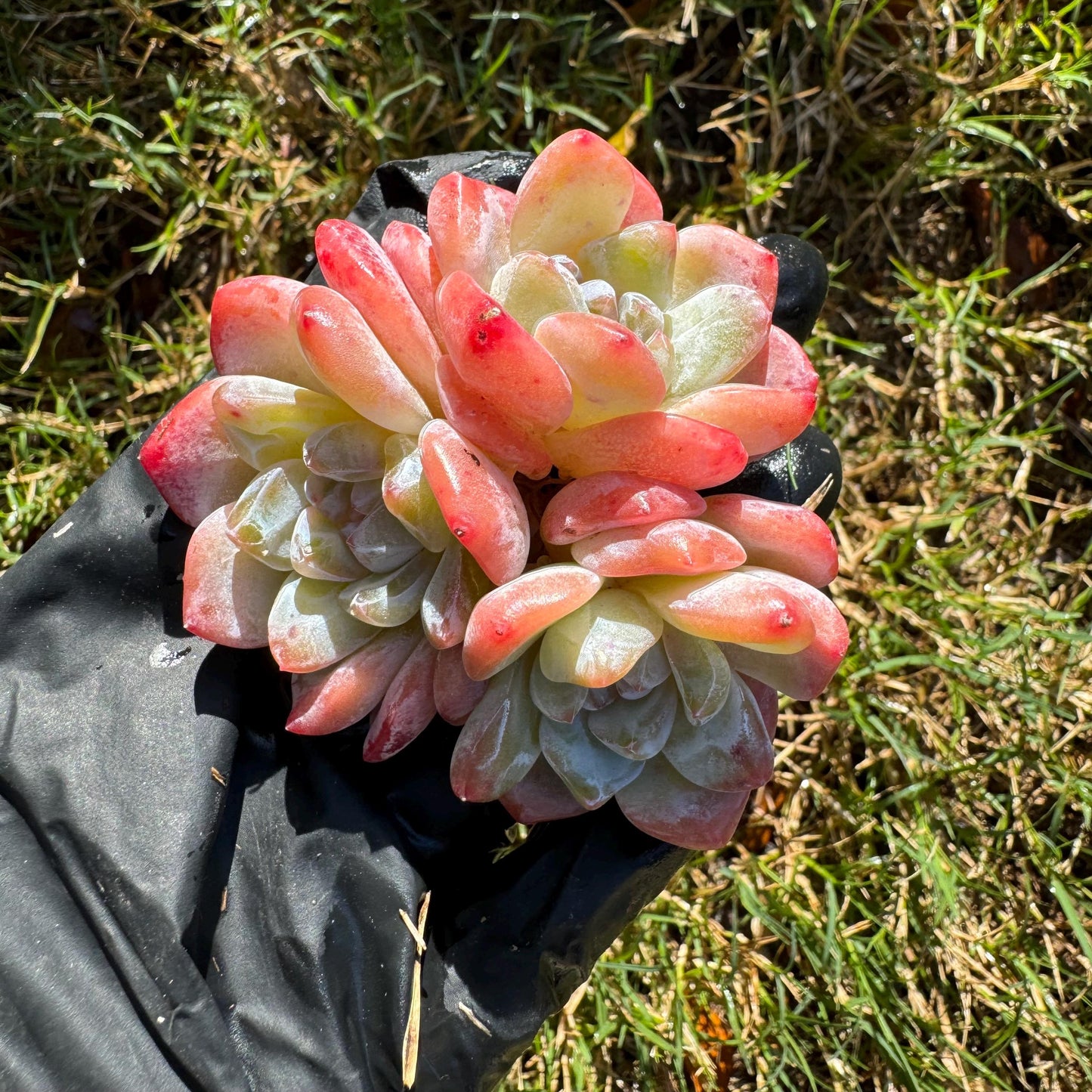 Echeveria  'Ice Orange' cluster, 3heads,   nice color, great quality,  Bare Root, Imported Rare Succulent, gift