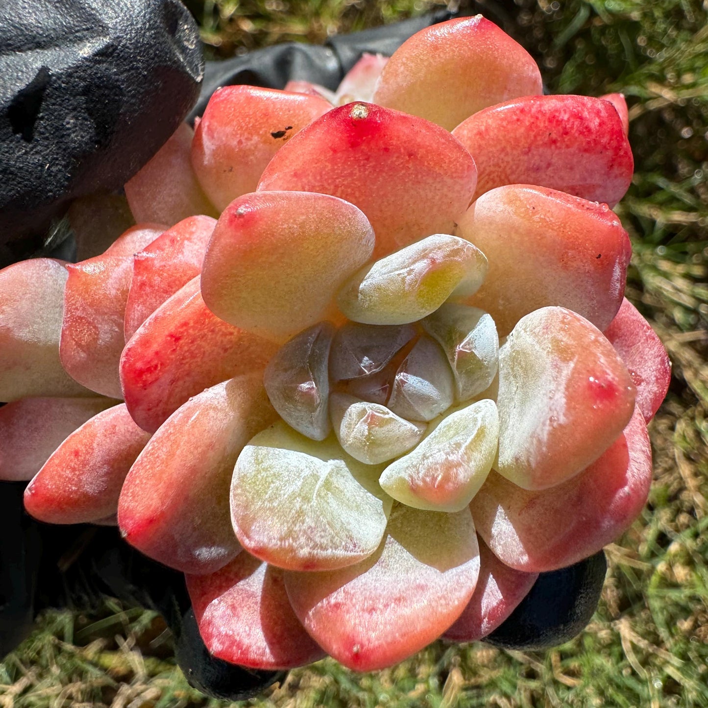 Echeveria  'Ice Orange' cluster, 3heads,   nice color, great quality,  Bare Root, Imported Rare Succulent, gift