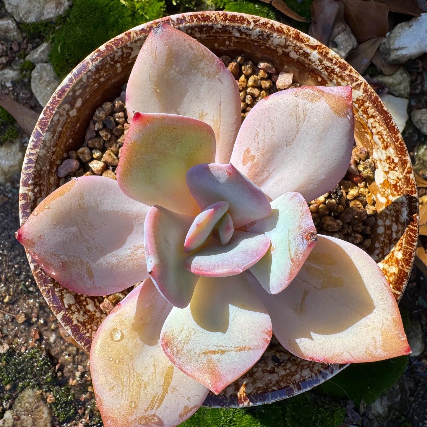 Echeveria 'Hakuhou', single head, nice color, 3.4 inches, Imported Rare Succulent, Bare Root, live plant