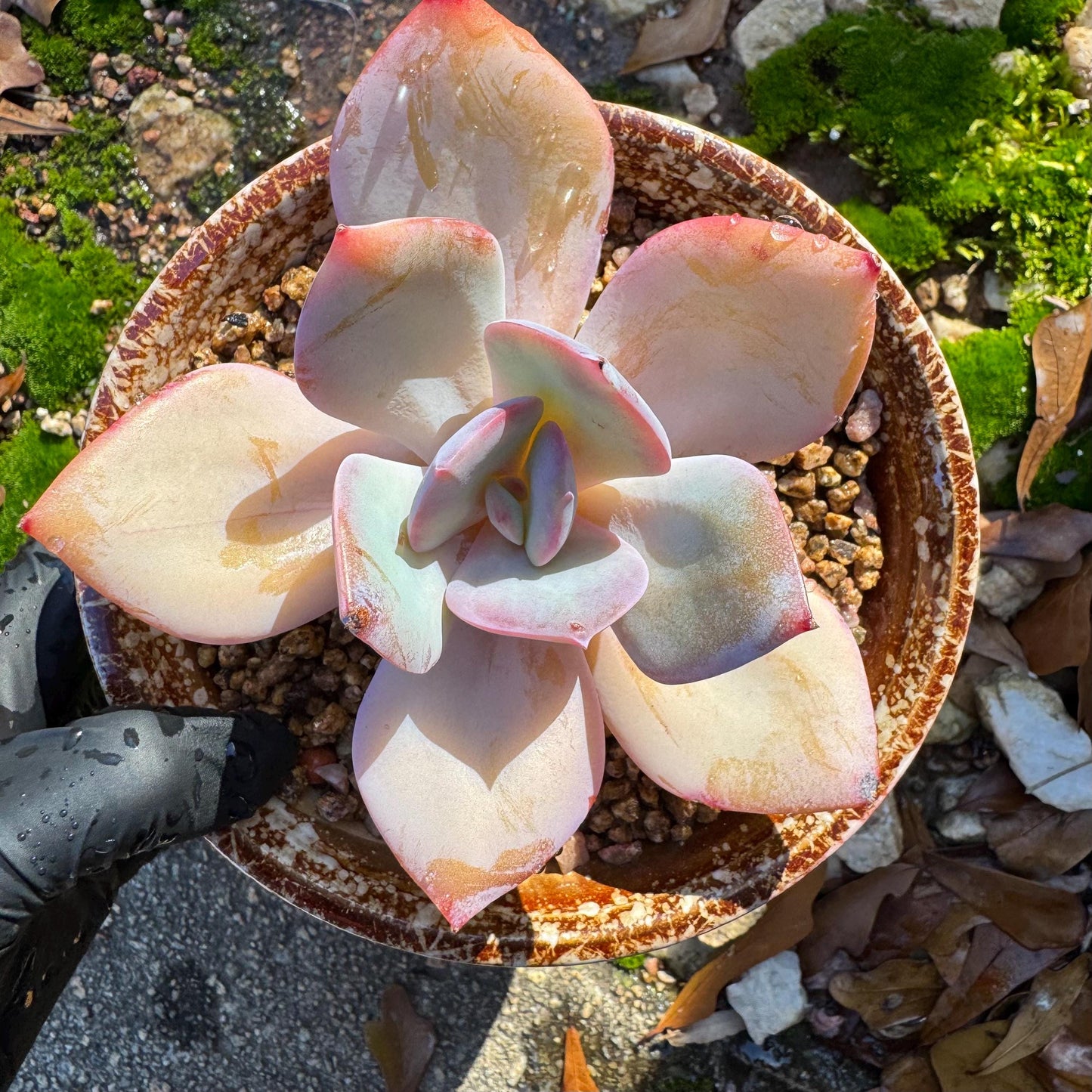 Echeveria 'Hakuhou', single head, nice color, 3.4 inches, Imported Rare Succulent, Bare Root, live plant