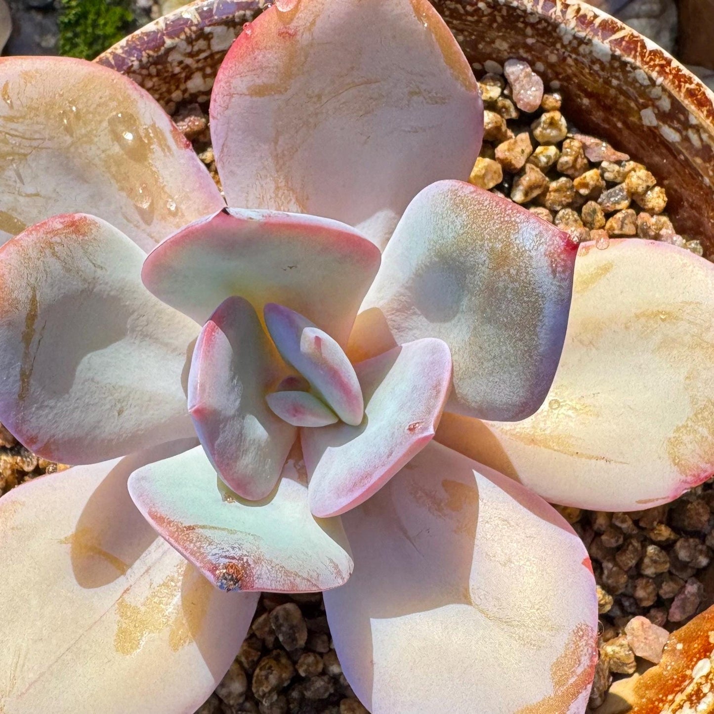 Echeveria 'Hakuhou', single head, nice color, 3.4 inches, Imported Rare Succulent, Bare Root, live plant