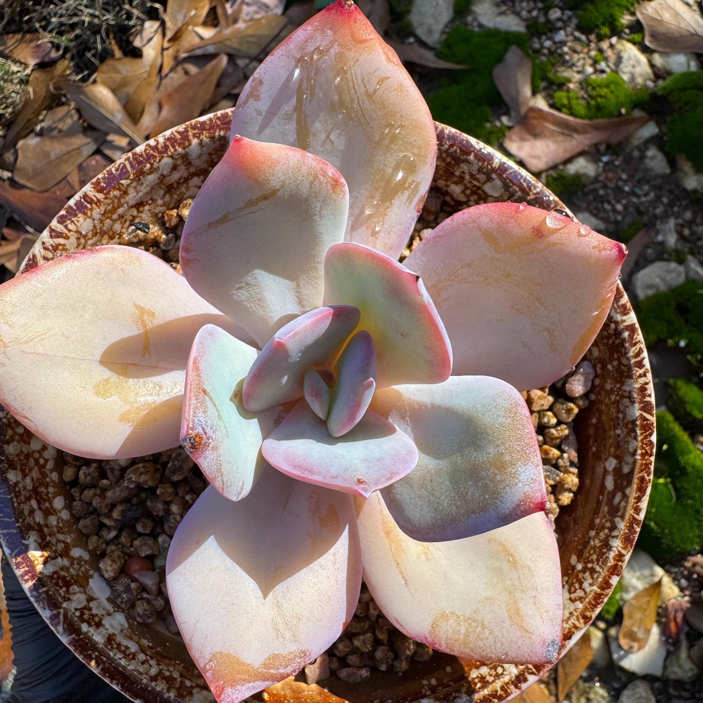 Echeveria 'Hakuhou', single head, nice color, 3.4 inches, Imported Rare Succulent, Bare Root, live plant