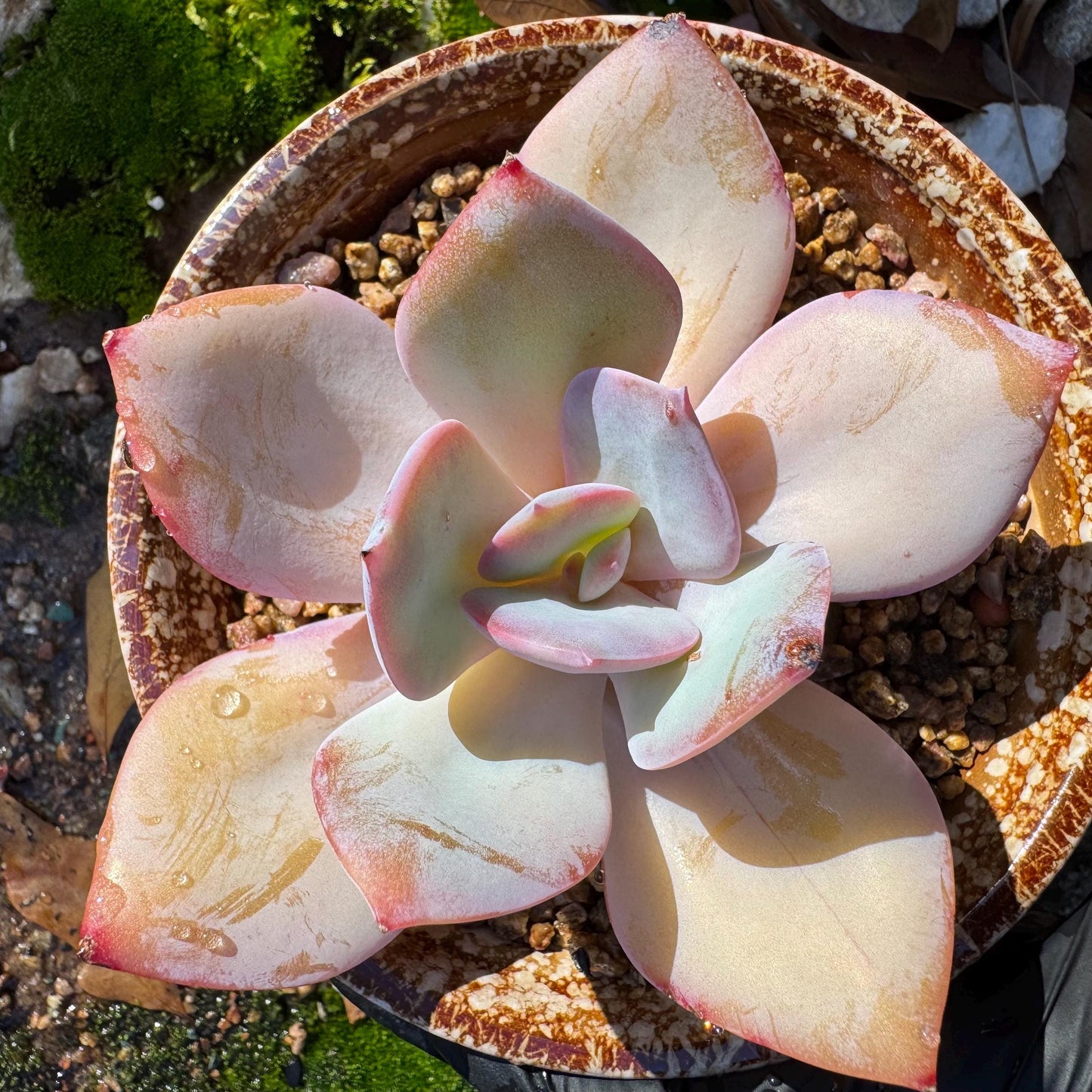 Echeveria 'Hakuhou', single head, nice color, 3.4 inches, Imported Rare Succulent, Bare Root, live plant