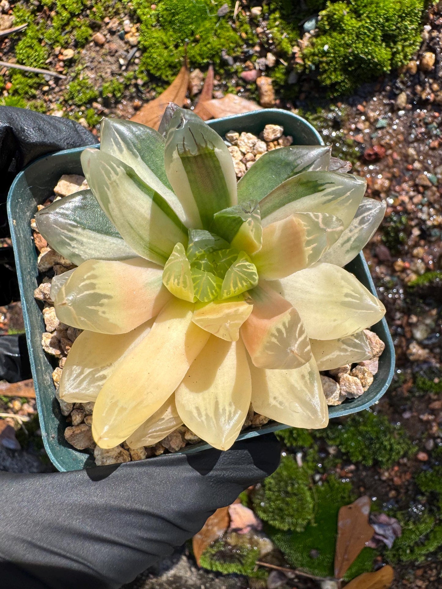 Haworthia' Hanabi Variegated',  single head, 2.3 inches, bare Root, Imported Rare Succulent