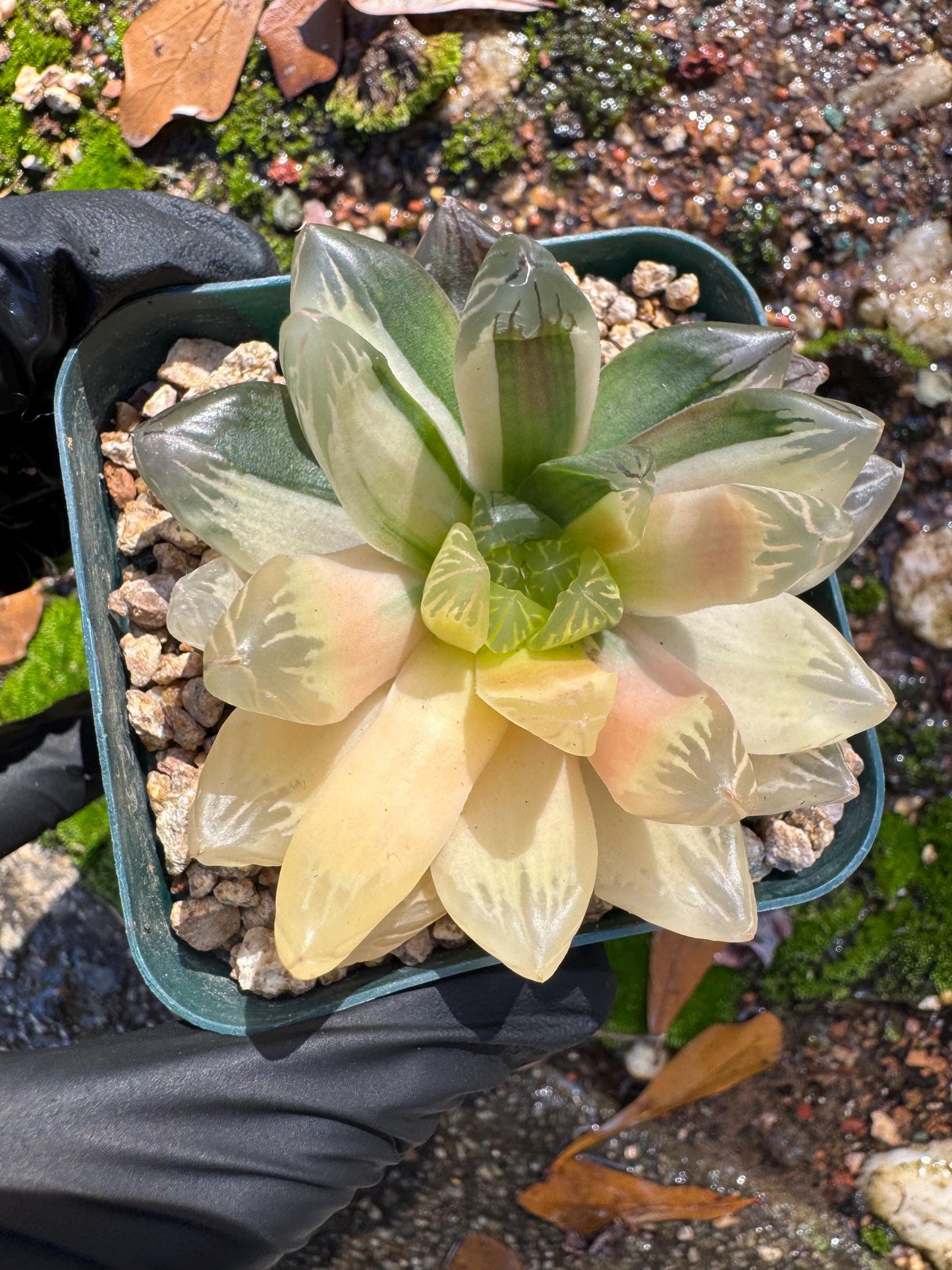 Haworthia' Hanabi Variegated',  single head, 2.3 inches, bare Root, Imported Rare Succulent