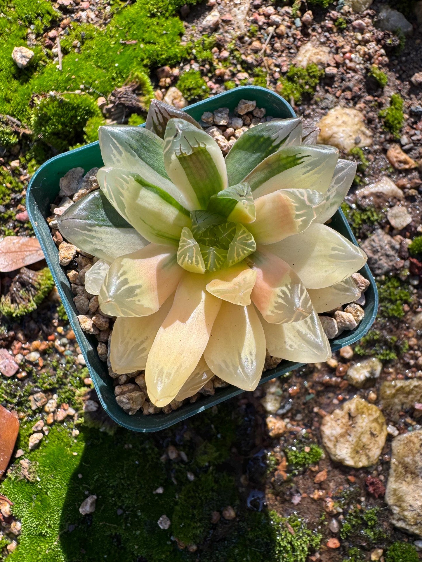 Haworthia' Hanabi Variegated',  single head, 2.3 inches, bare Root, Imported Rare Succulent