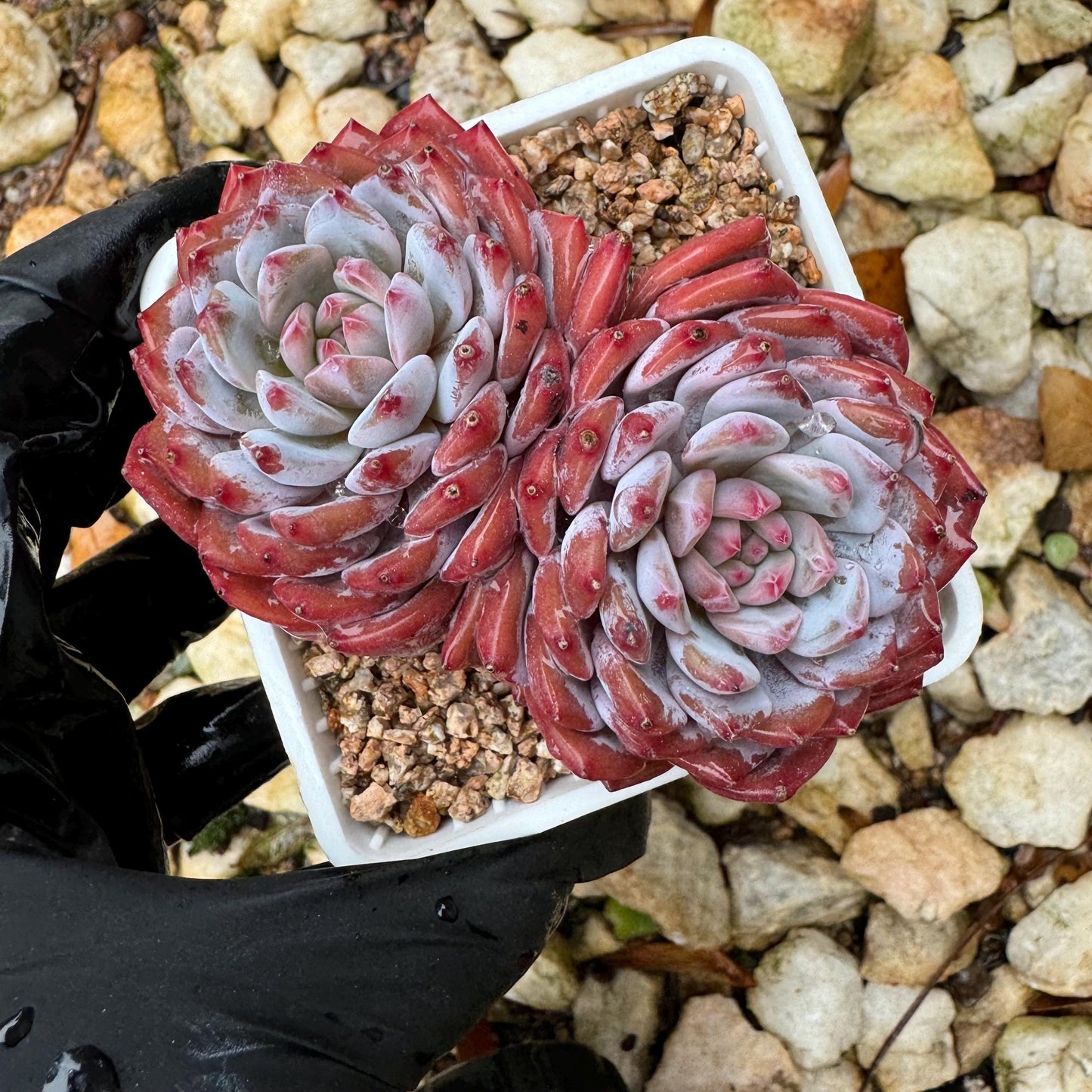 New Echeveria Korean  ' Star Orange' , 2heads, 3.2inches,  great quality,  Bare Root, Imported Rare Succulent, gift