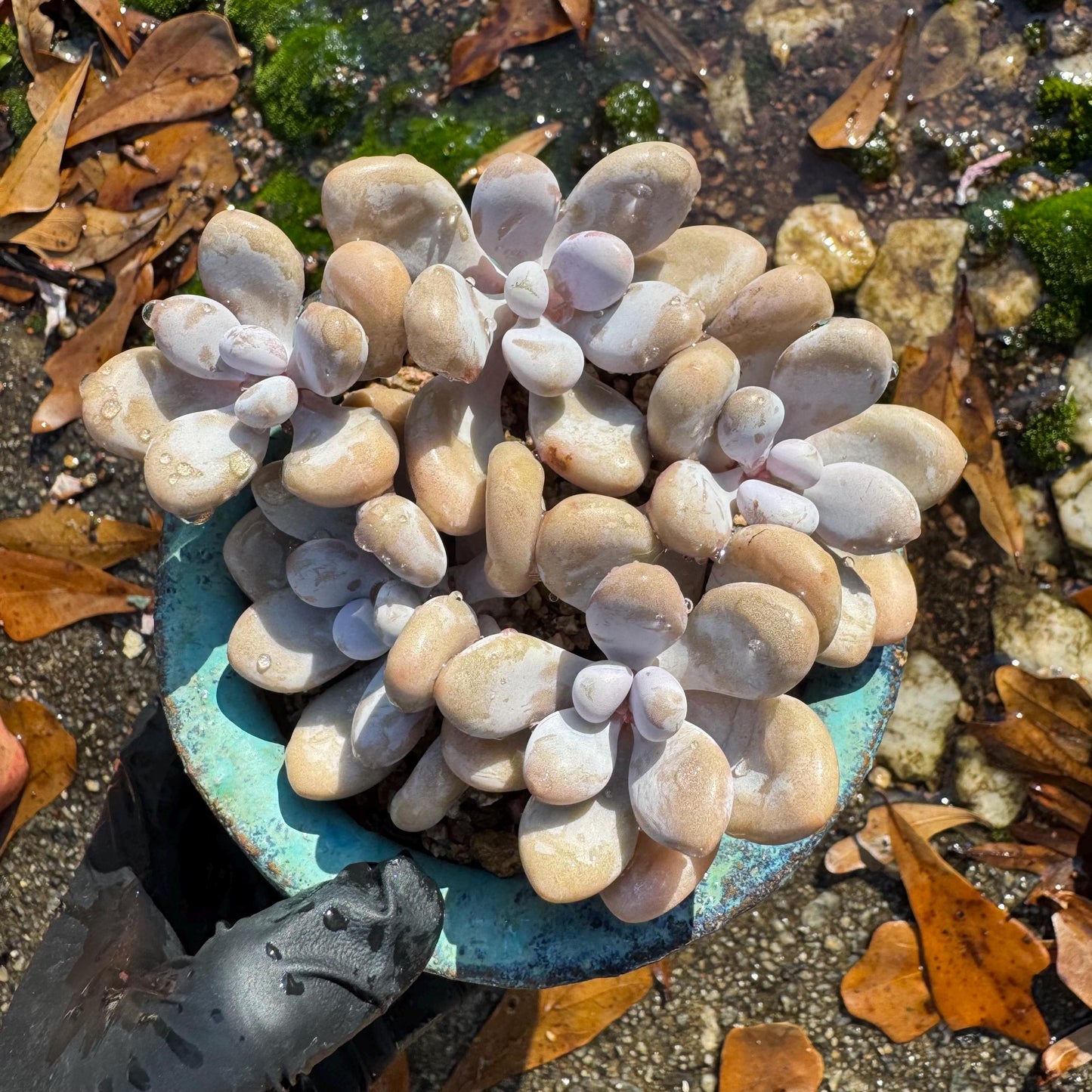 Graptopetalum' amethystinum' , 5heads, 3.6 inches, bare Root, Imported Rare Succulent, live plant