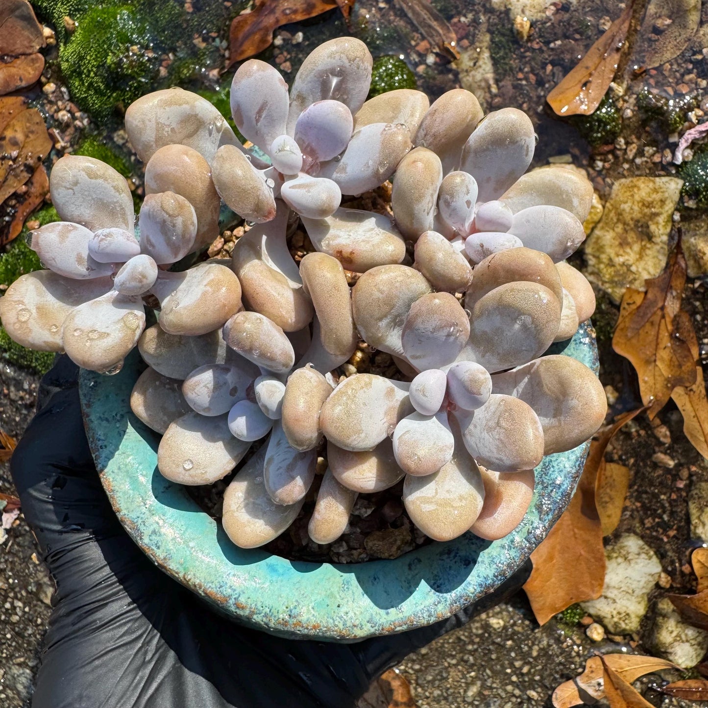 Graptopetalum' amethystinum' , 5heads, 3.6 inches, bare Root, Imported Rare Succulent, live plant