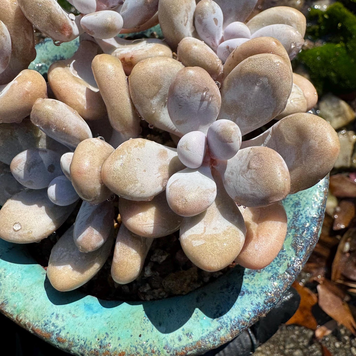 Graptopetalum' amethystinum' , 5heads, 3.6 inches, bare Root, Imported Rare Succulent, live plant