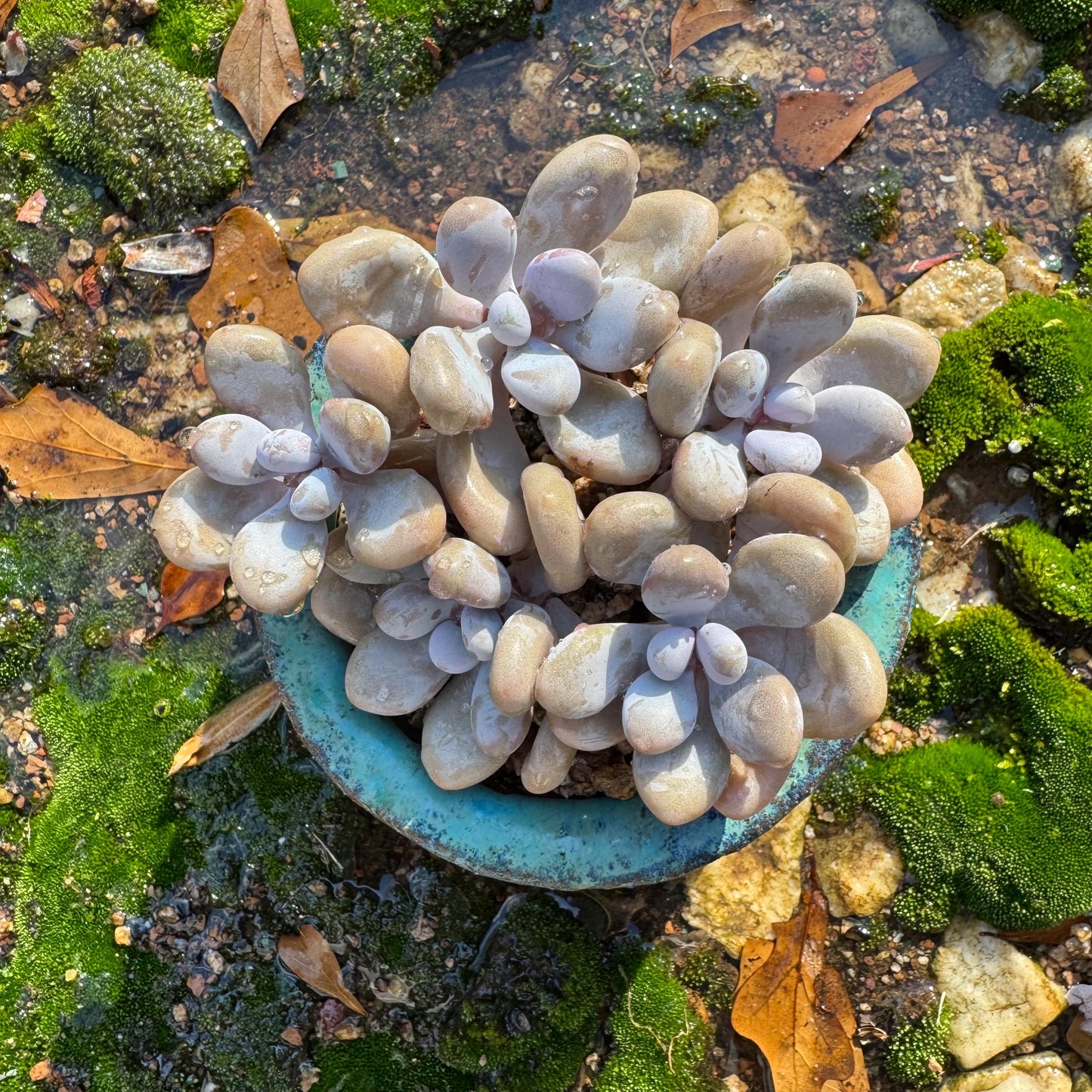 Graptopetalum' amethystinum' , 5heads, 3.6 inches, bare Root, Imported Rare Succulent, live plant