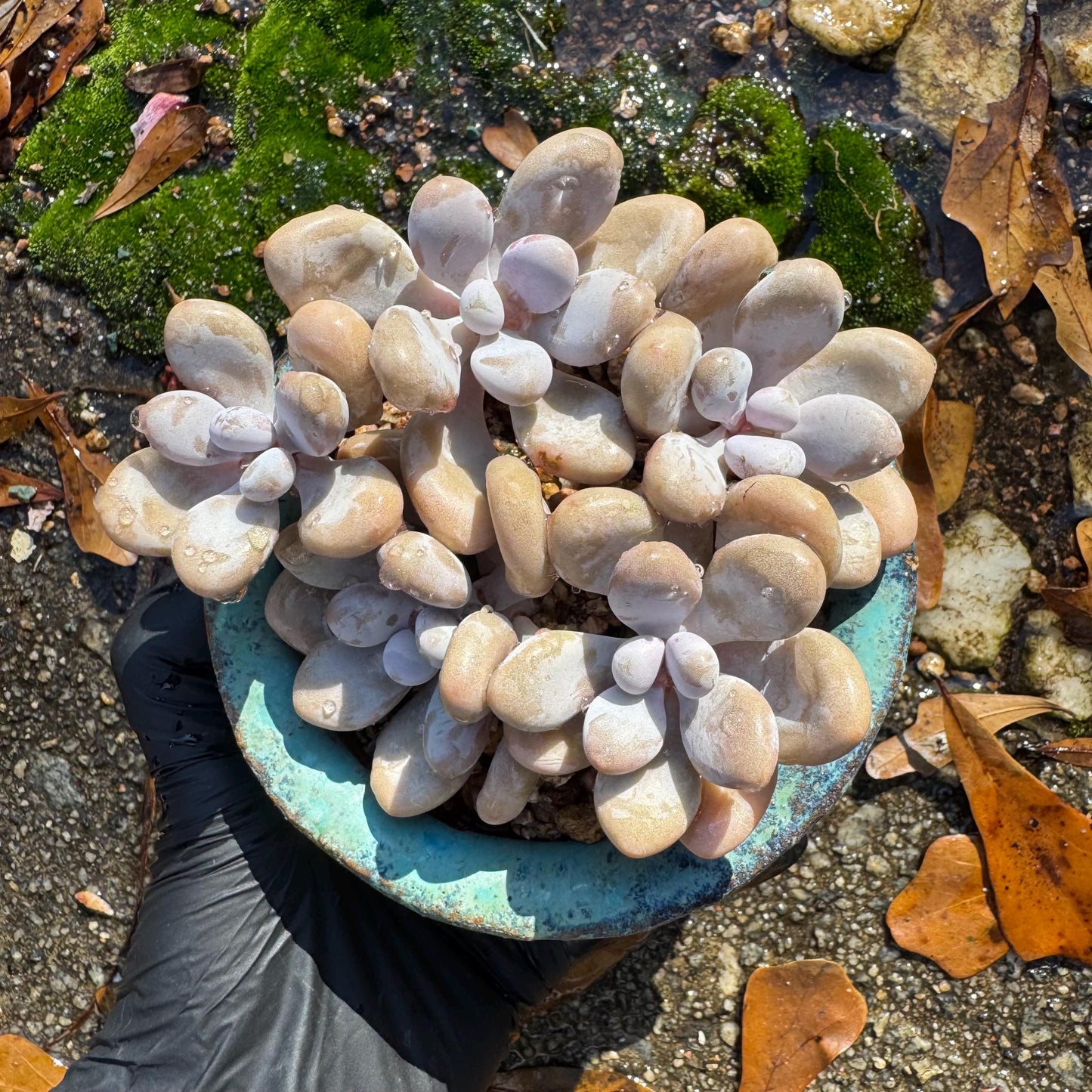 Graptopetalum' amethystinum' , 5heads, 3.6 inches, bare Root, Imported Rare Succulent, live plant