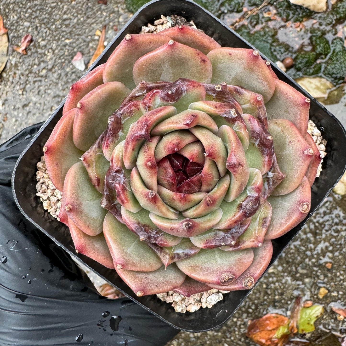 New! Echeveria  'sweet honey, single head , 3.1inches, Bare Root, Imported Rare Succulent, live plant