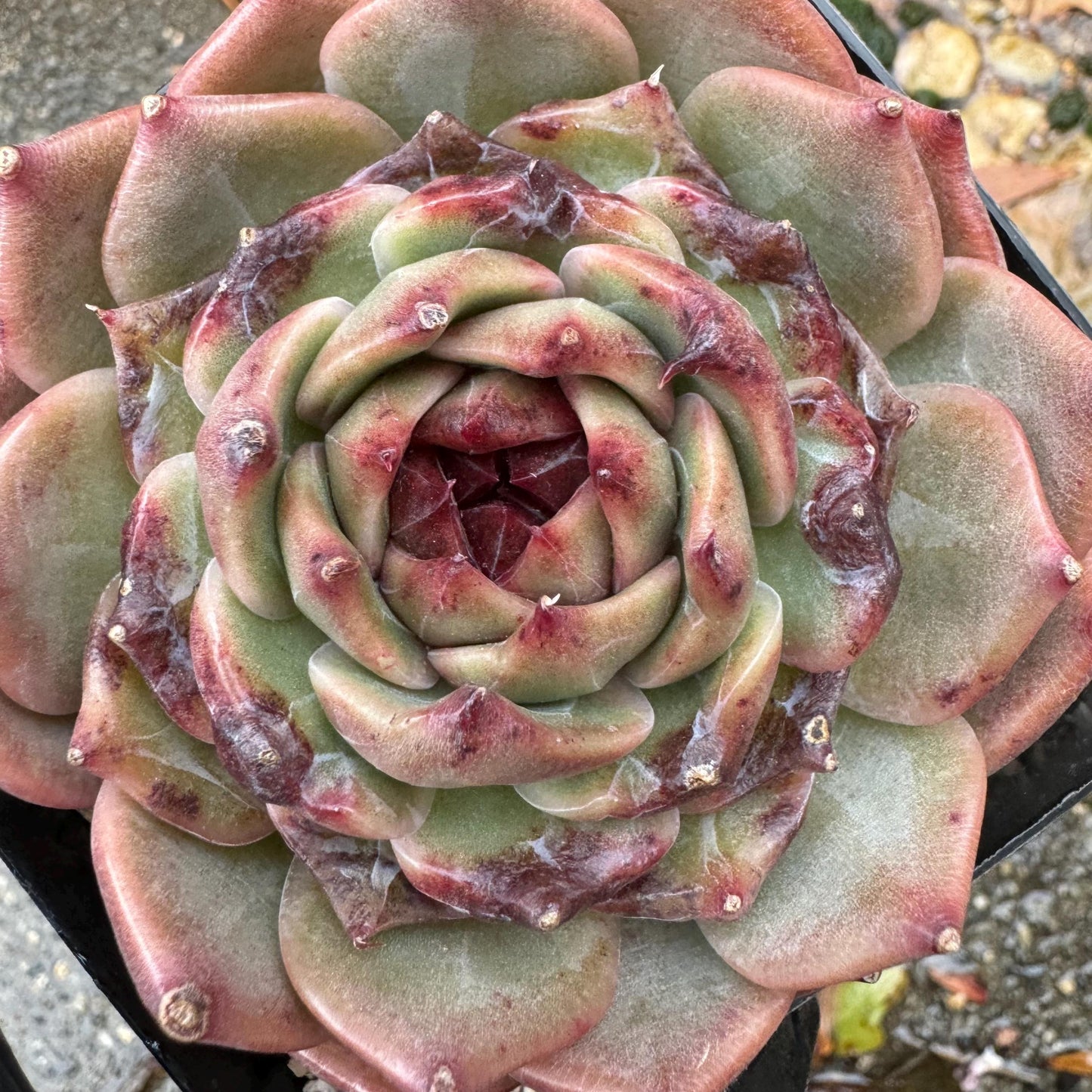 New! Echeveria  'sweet honey, single head , 3.1inches, Bare Root, Imported Rare Succulent, live plant