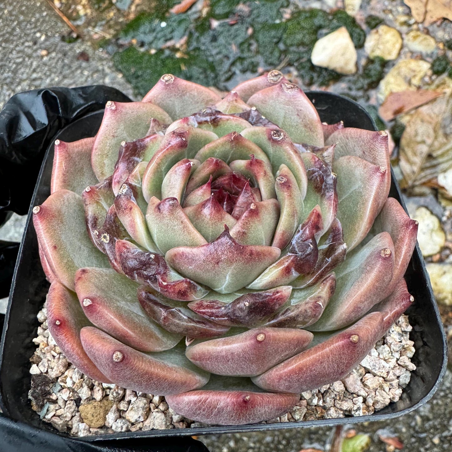 New! Echeveria  'sweet honey, single head , 3.1inches, Bare Root, Imported Rare Succulent, live plant