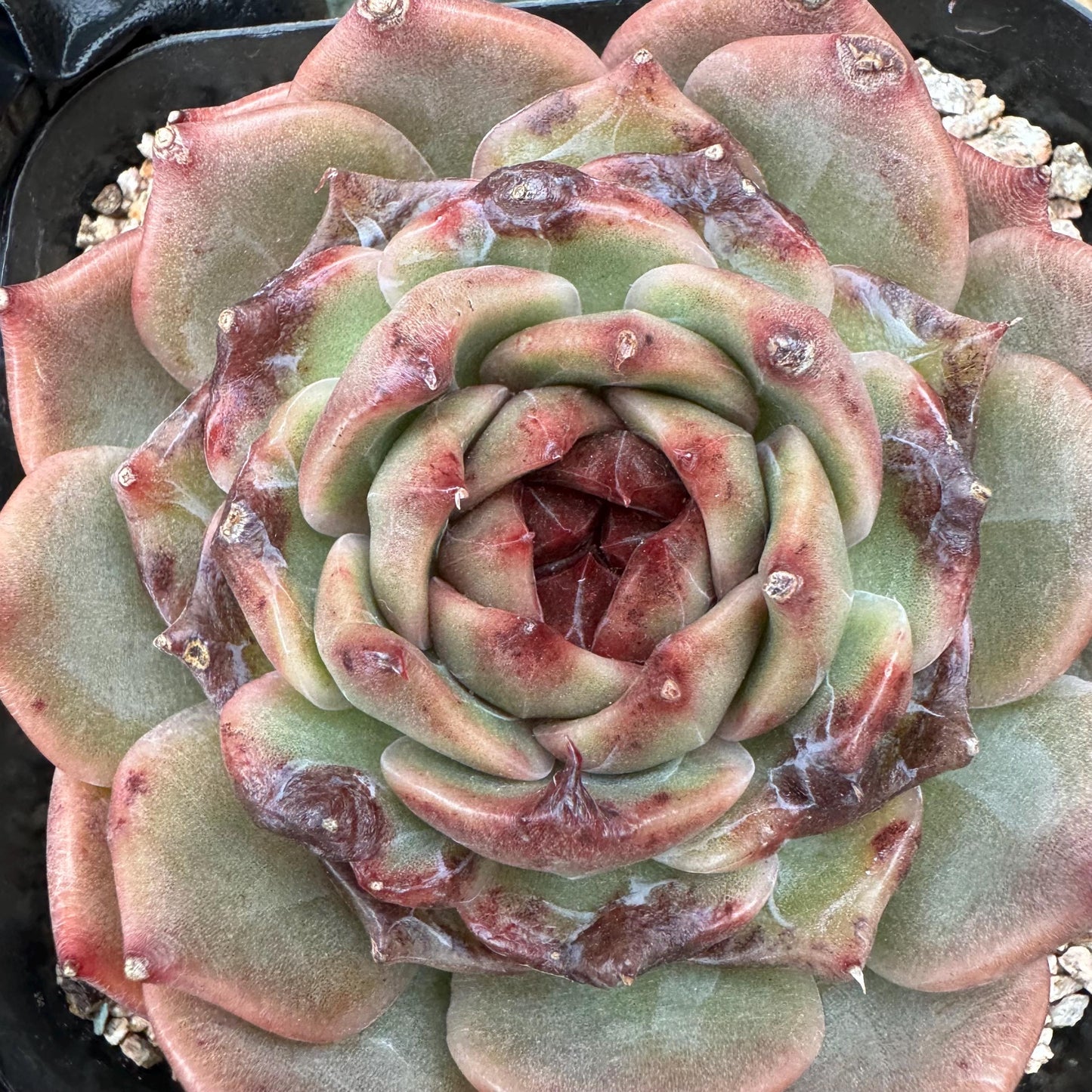 New! Echeveria  'sweet honey, single head , 3.1inches, Bare Root, Imported Rare Succulent, live plant