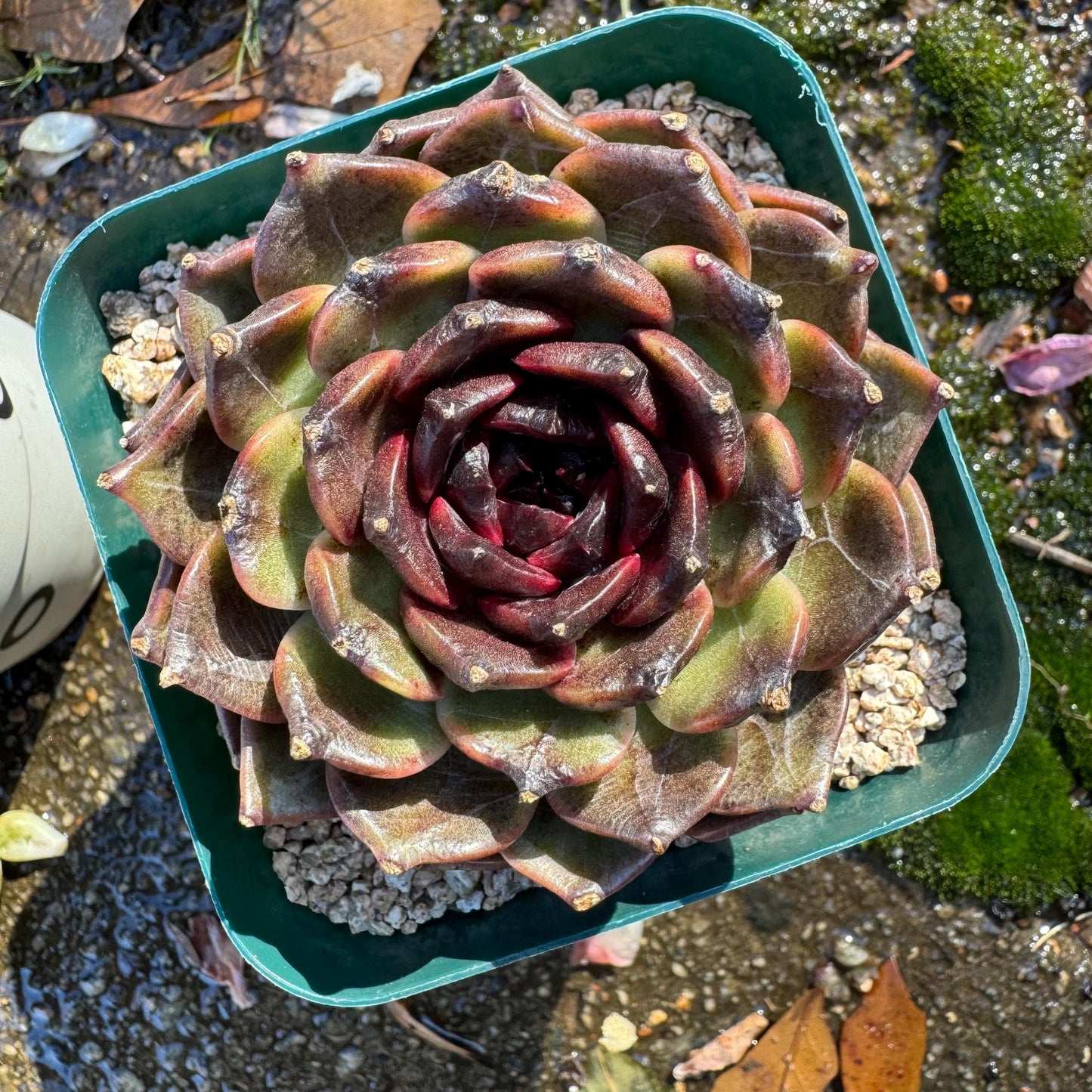 New! Echeveria  'black jasmine', single head , 3.1inches, Bare Root, Imported Rare Succulent, live plant