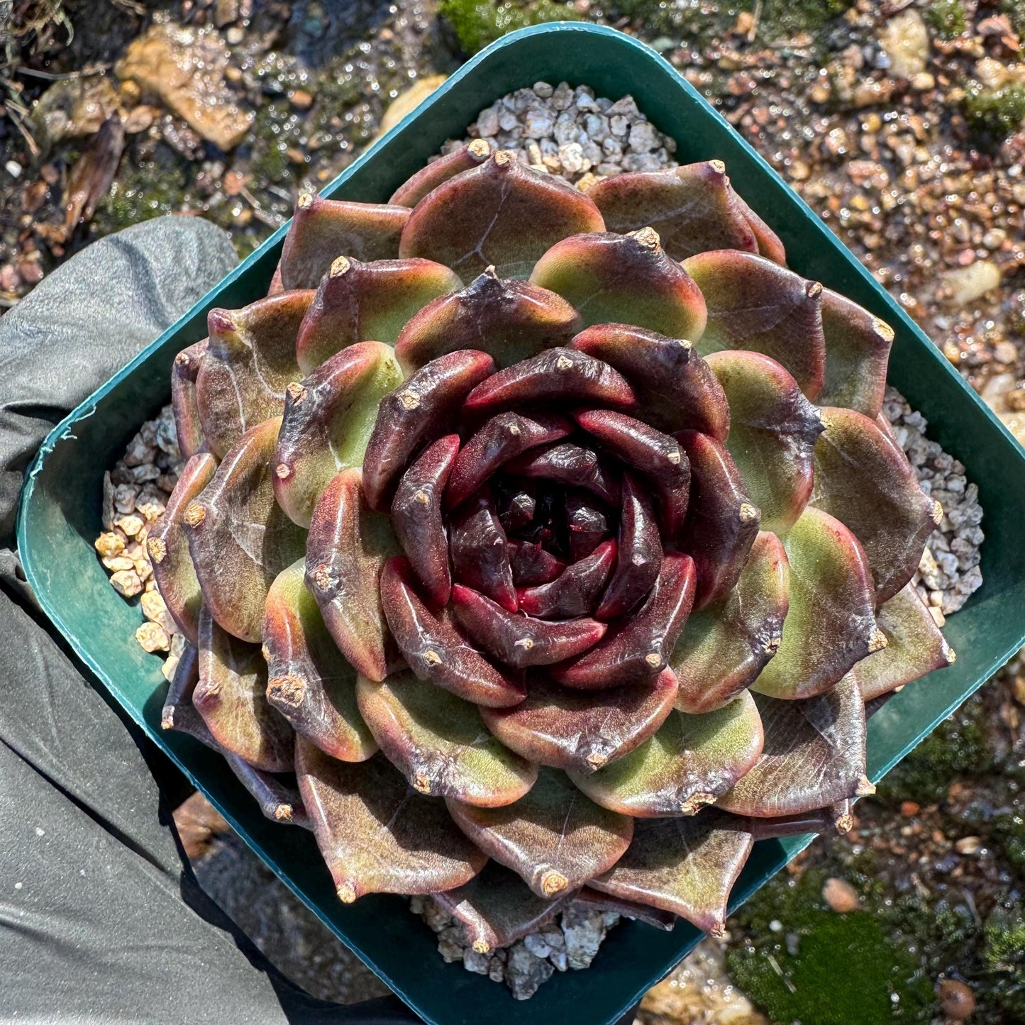 New! Echeveria  'black jasmine', single head , 3.1inches, Bare Root, Imported Rare Succulent, live plant