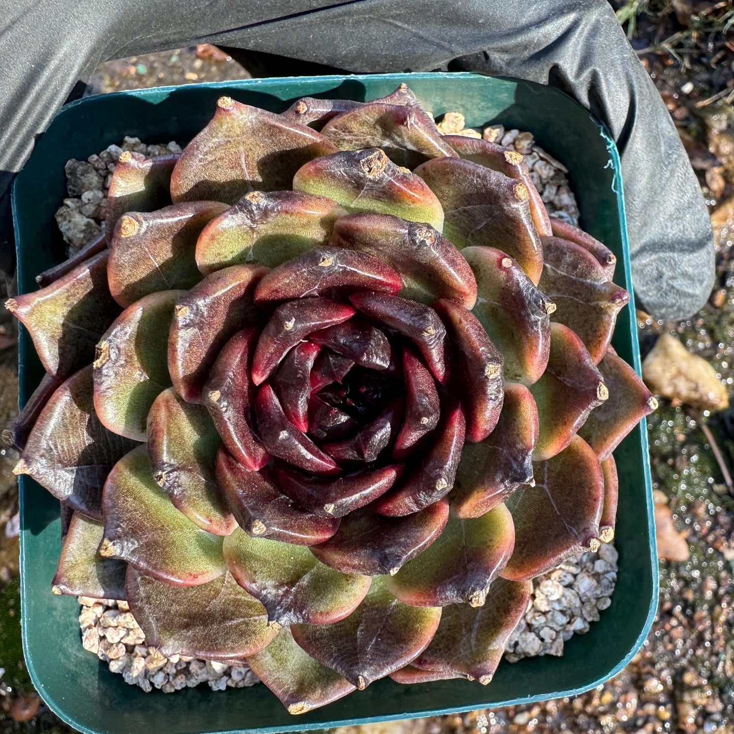 New! Echeveria  'black jasmine', single head , 3.1inches, Bare Root, Imported Rare Succulent, live plant