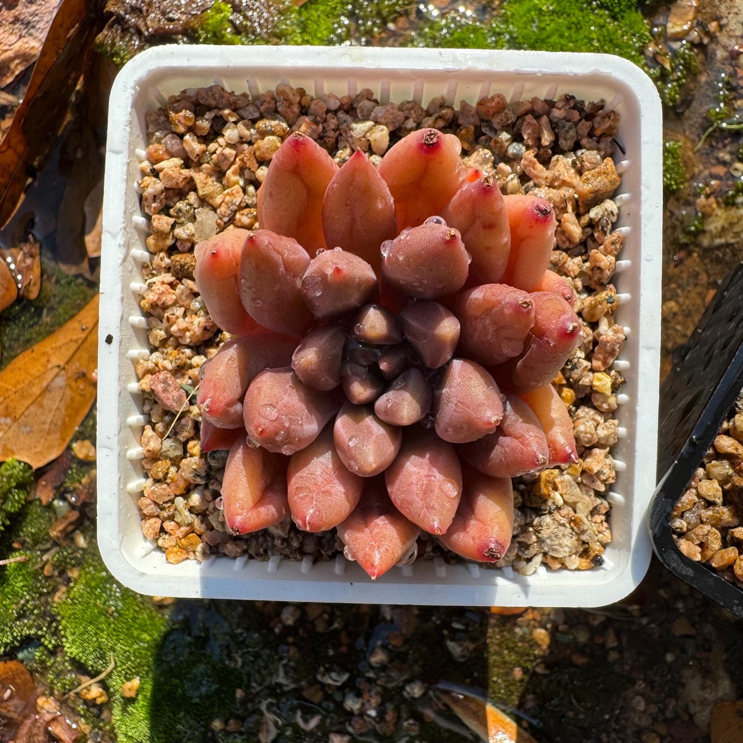 Graptopetalum' Meteor Beauty' , small  single head, 2 inches, bare Root, Imported Rare Succulent, live plant