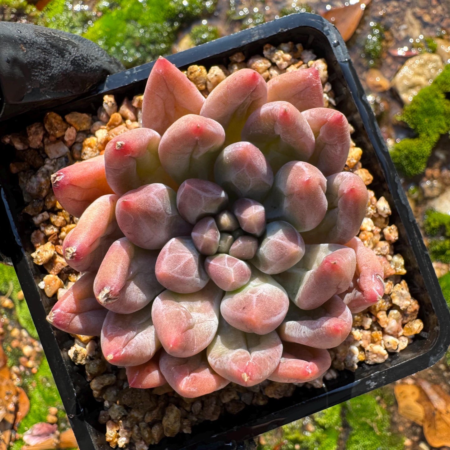 Graptopetalum' Meteor Beauty' , small  single head, 2 inches, bare Root, Imported Rare Succulent, live plant