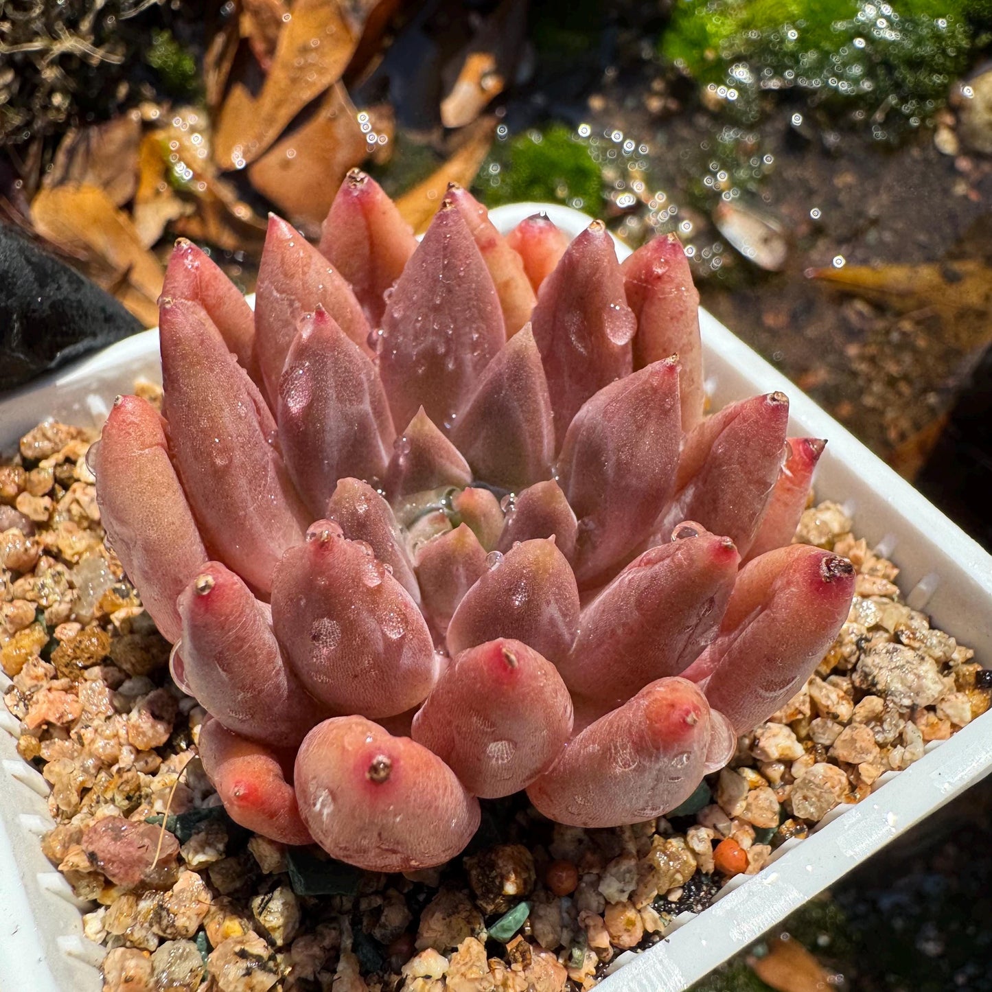 Graptopetalum' Meteor Beauty' , small  single head, 2 inches, bare Root, Imported Rare Succulent, live plant