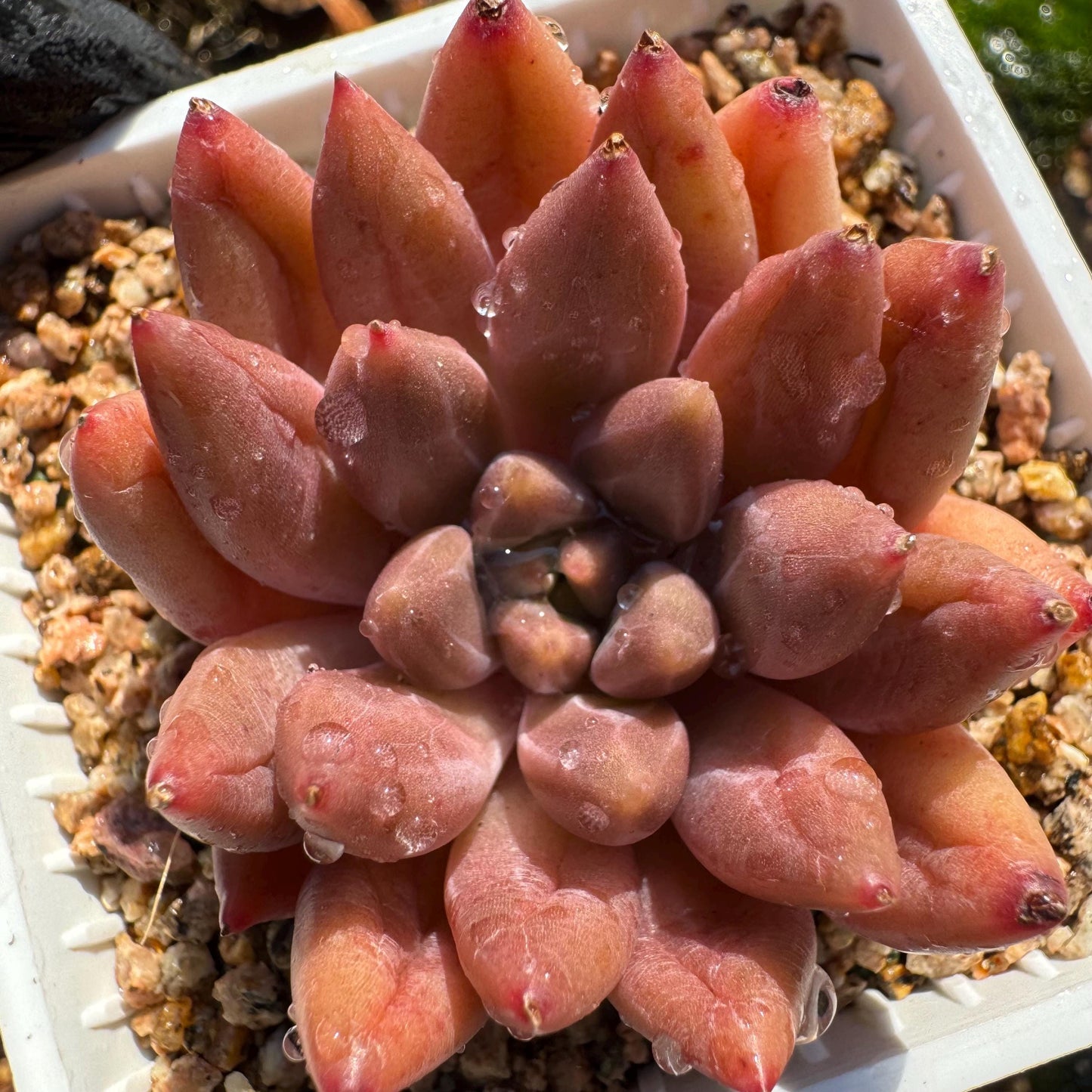 Graptopetalum' Meteor Beauty' , small  single head, 2 inches, bare Root, Imported Rare Succulent, live plant