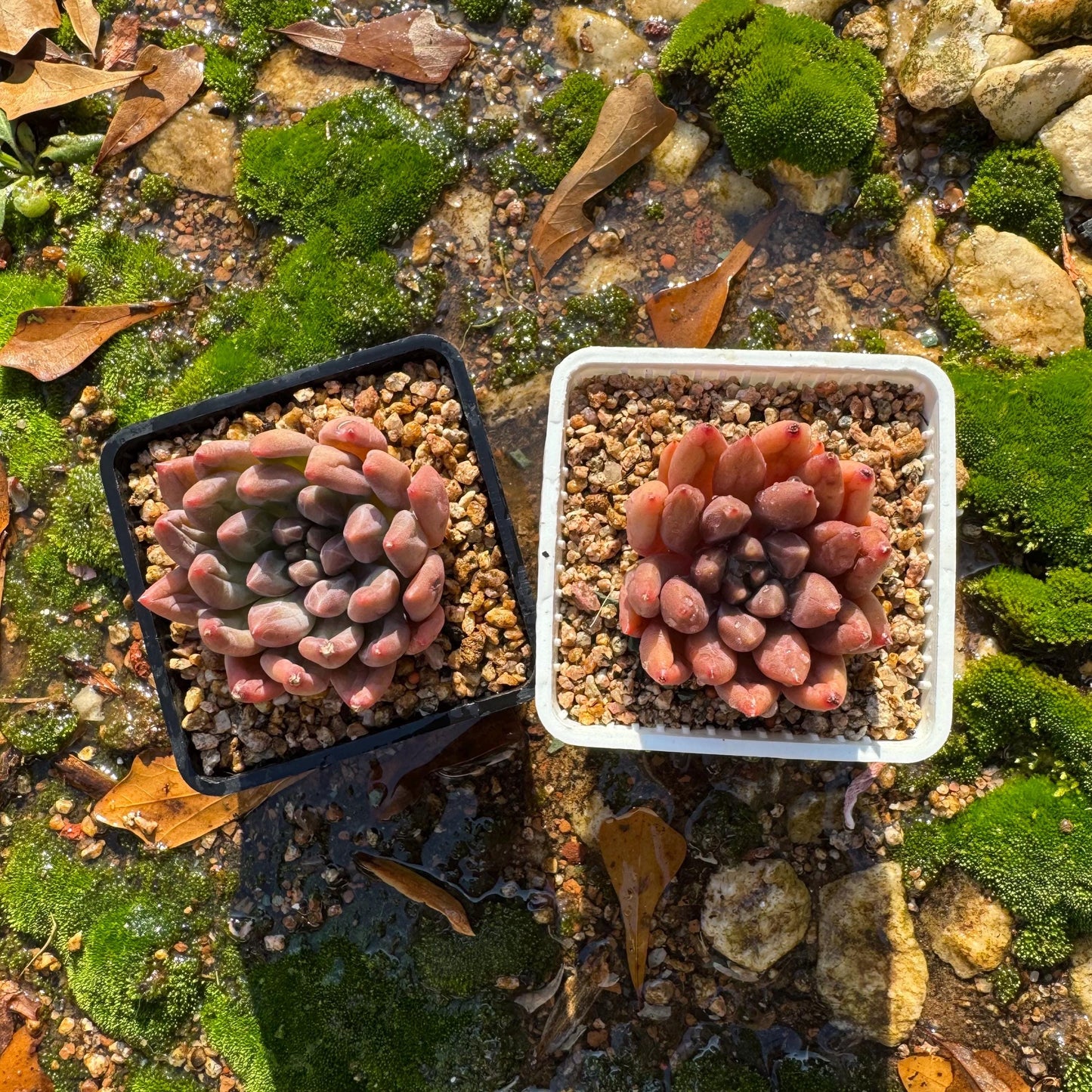 Graptopetalum' Meteor Beauty' , small  single head, 2 inches, bare Root, Imported Rare Succulent, live plant