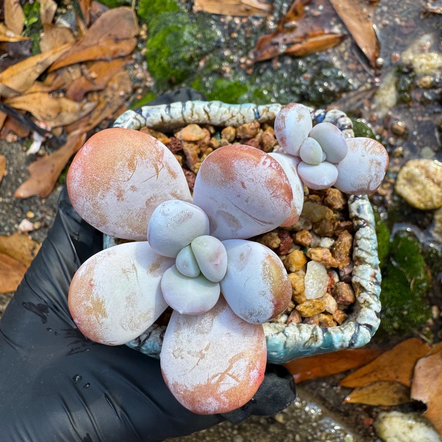 Graptopetalum' amethystinum sp. ' , small 2heads, 2inches, bare Root, Imported Rare Succulent, live plant