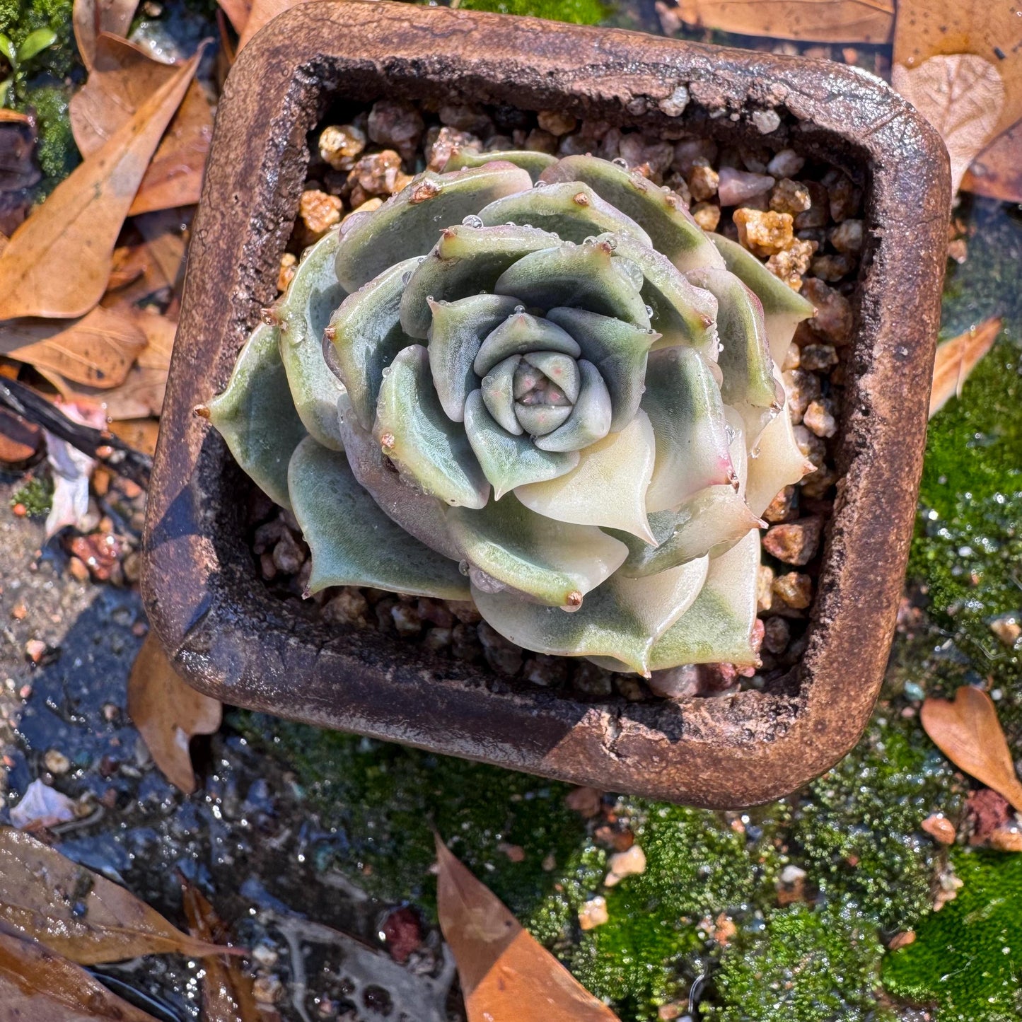 Echeveria 'Lake Baikal' with Variegated, 1 small single head, 1.7inches,  high quality, New Hybrid, Bare Root, Imported Rare Succulent