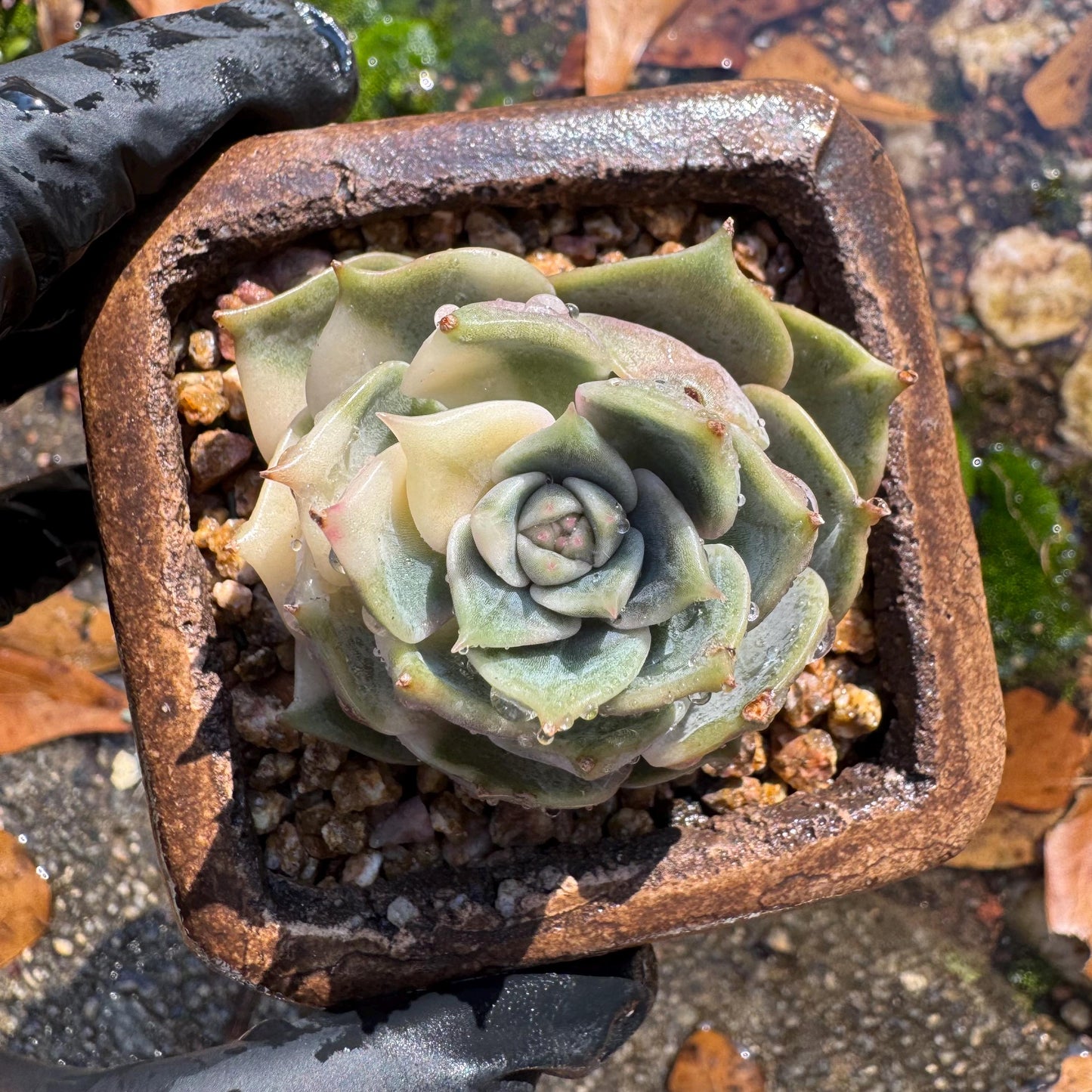 Echeveria 'Lake Baikal' with Variegated, 1 small single head, 1.7inches,  high quality, New Hybrid, Bare Root, Imported Rare Succulent