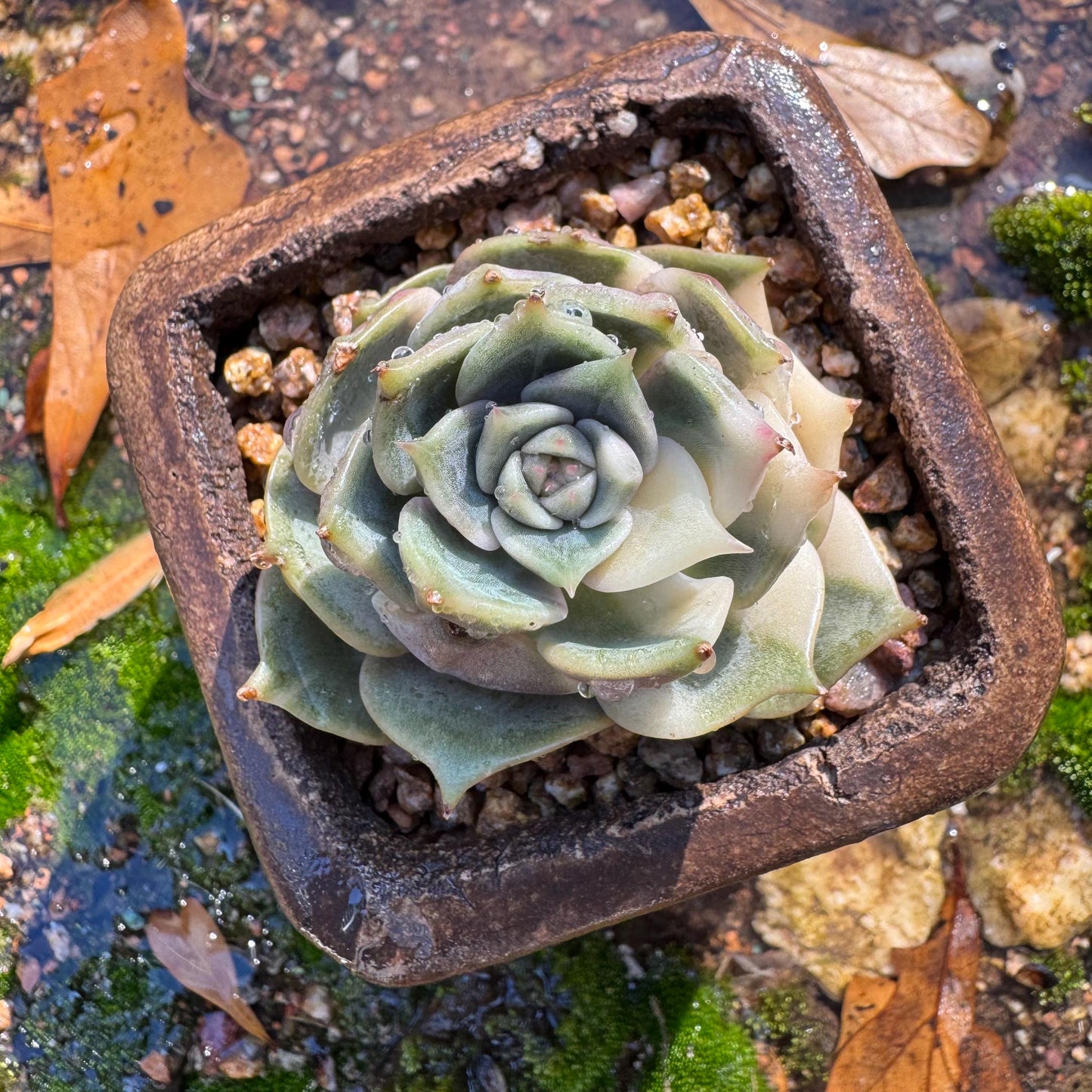 Echeveria 'Lake Baikal' with Variegated, 1 small single head, 1.7inches,  high quality, New Hybrid, Bare Root, Imported Rare Succulent