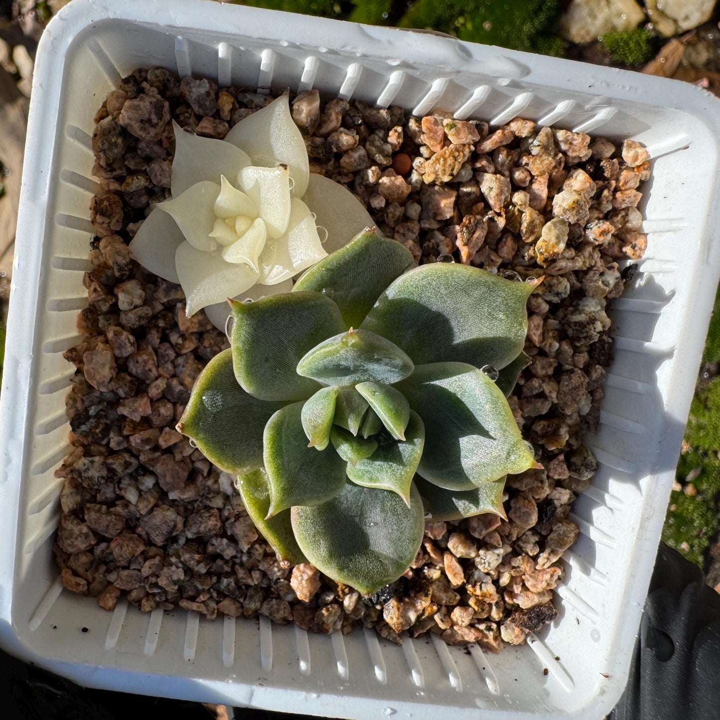 Echeveria 'Lake Baikal' with Variegated, 2small heads, 1.9inches,  high quality, New Hybrid, Bare Root, Imported Rare Succulent