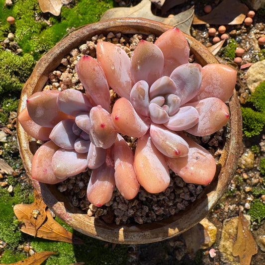 Graptoveria 'pink bunny' ,2heads, short leaves , 3inches, nice color,  Bare Root, Imported Rare Succulent