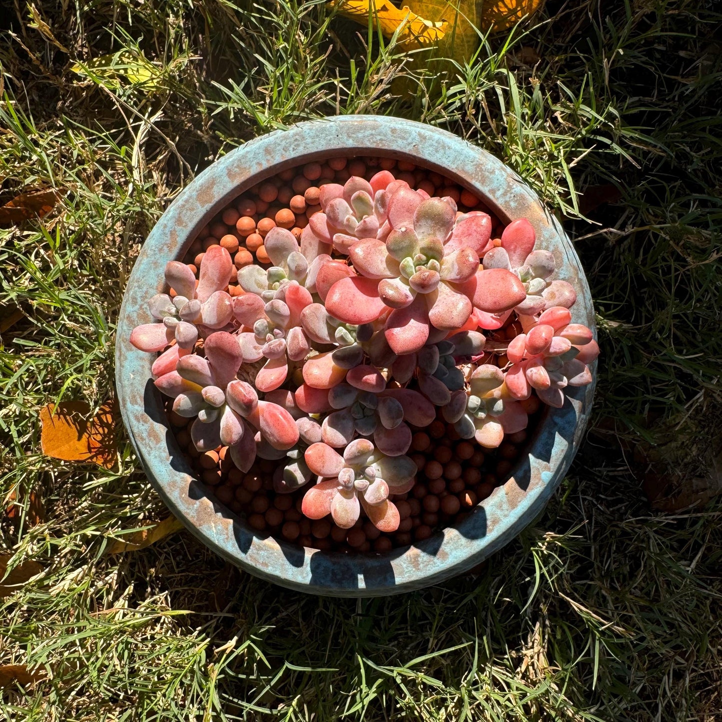 Graptosedum 'red miul ', small leaves  cluster, nice color, 4.4 inches,  bare Root, , Imported Rare Succulent