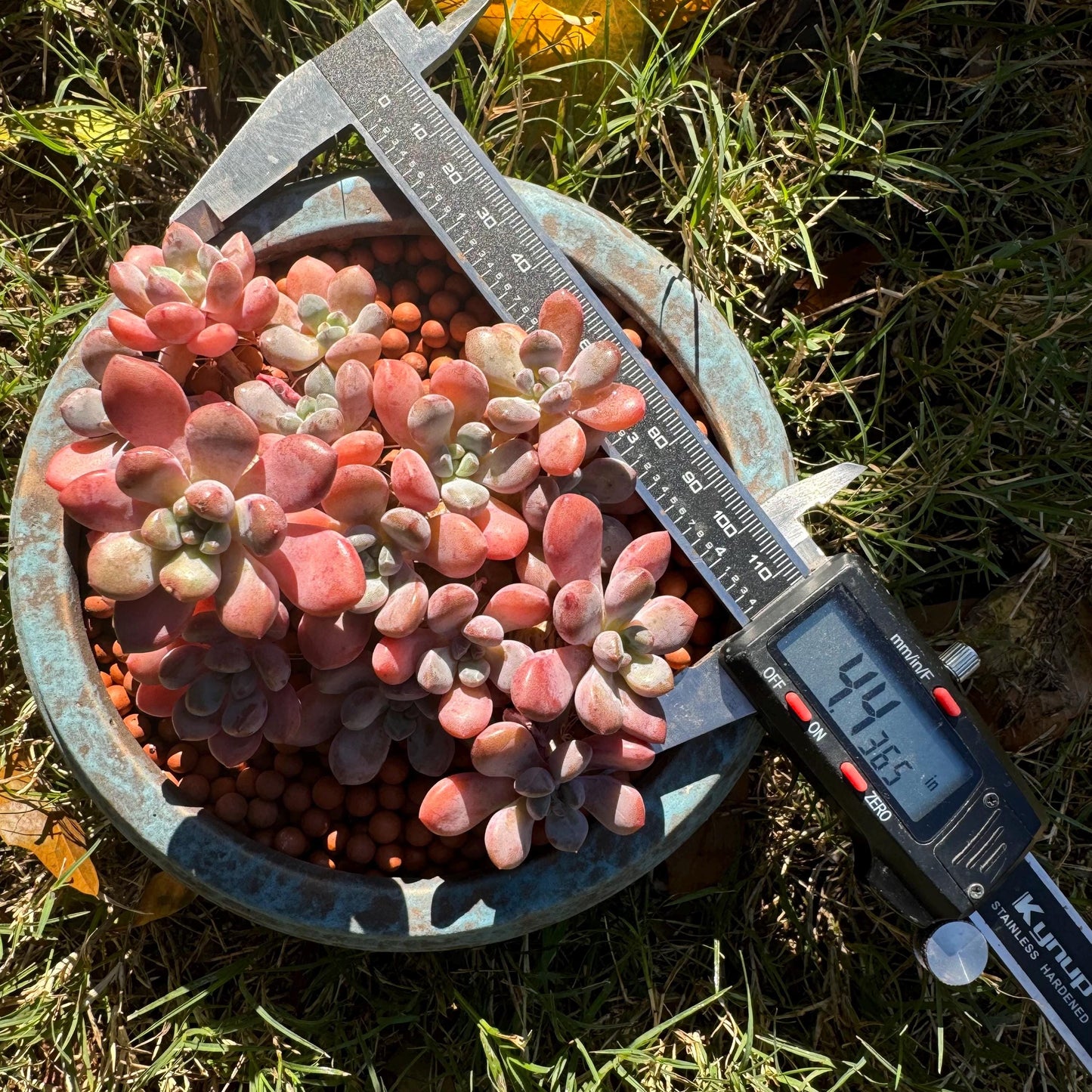 Graptosedum 'red miul ', small leaves  cluster, nice color, 4.4 inches,  bare Root, , Imported Rare Succulent