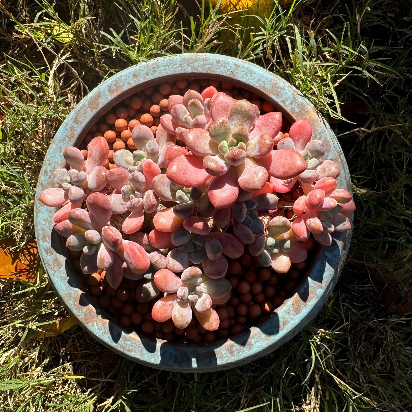 Graptosedum 'red miul ', small leaves  cluster, nice color, 4.4 inches,  bare Root, , Imported Rare Succulent